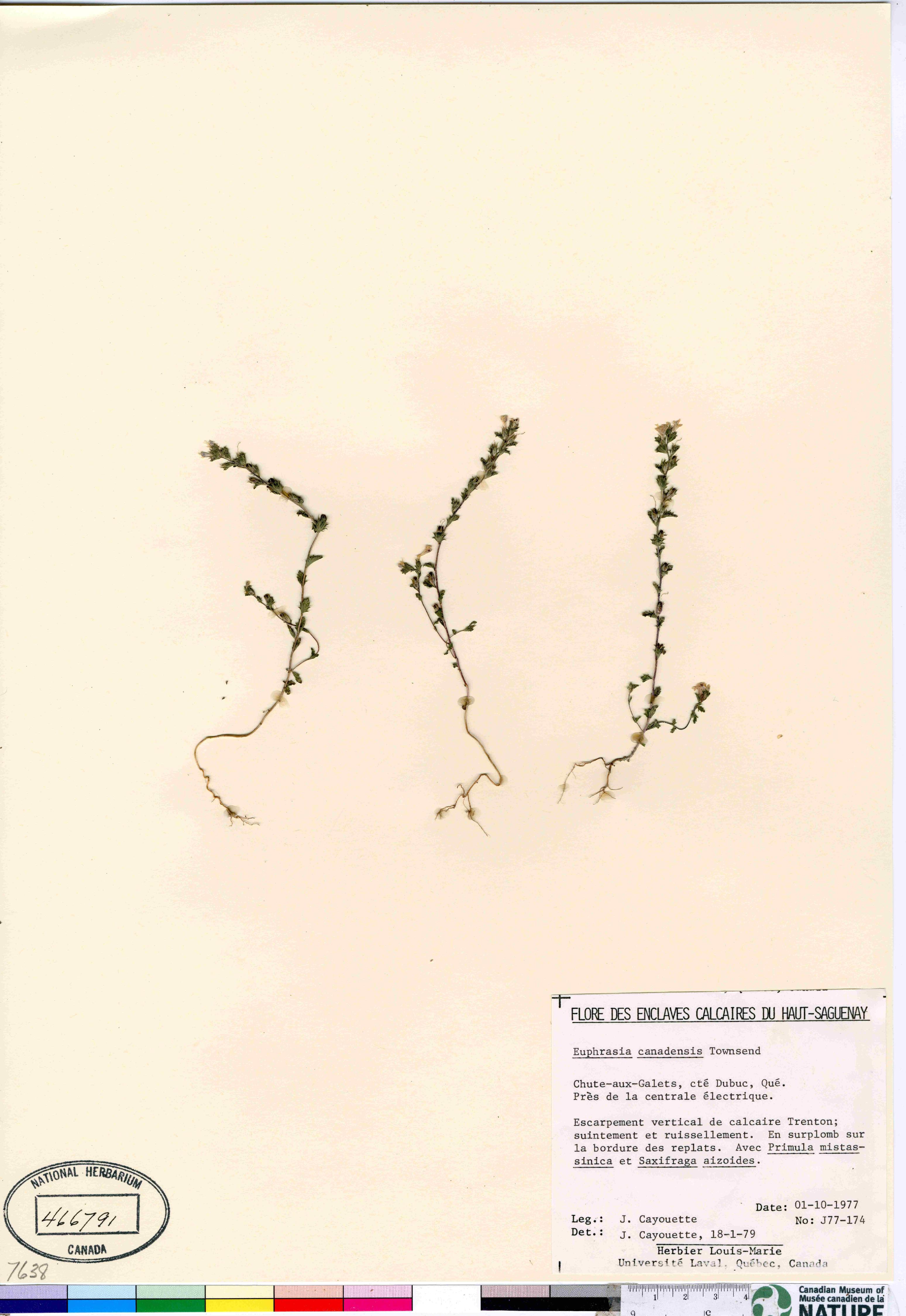 Euphrasia nemorosa image