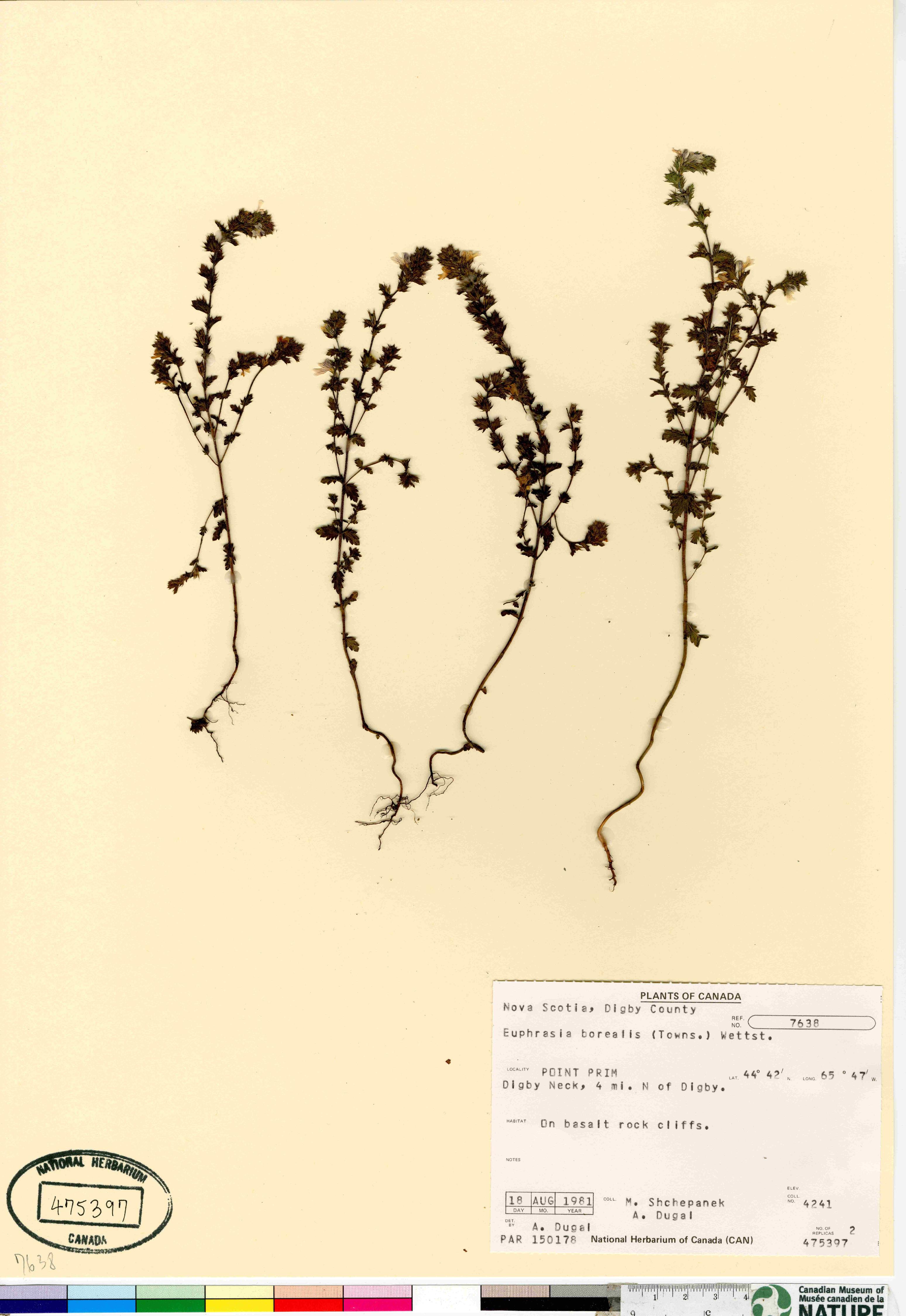 Euphrasia arctica subsp. borealis image