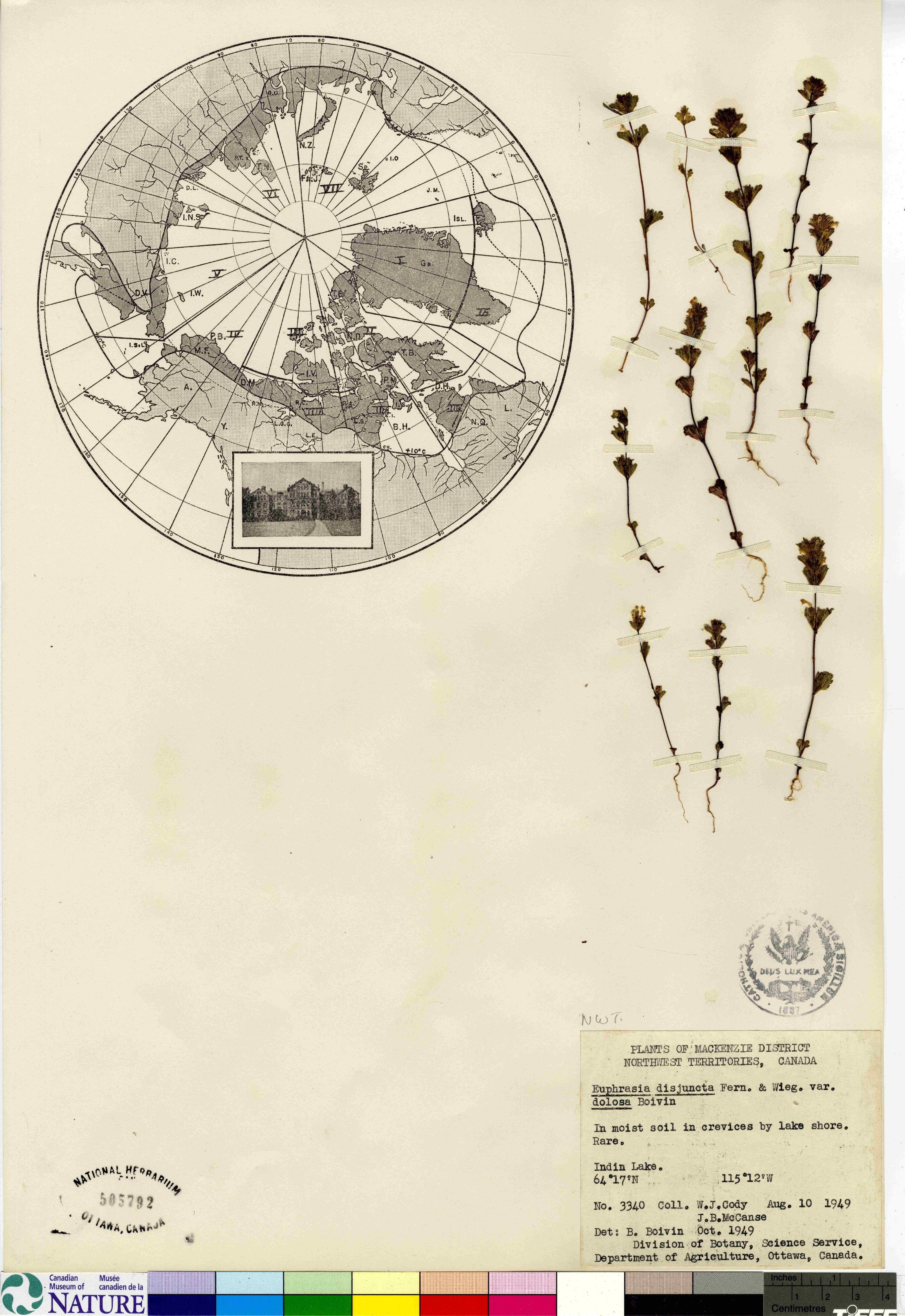 Euphrasia disjuncta var. dolosa image