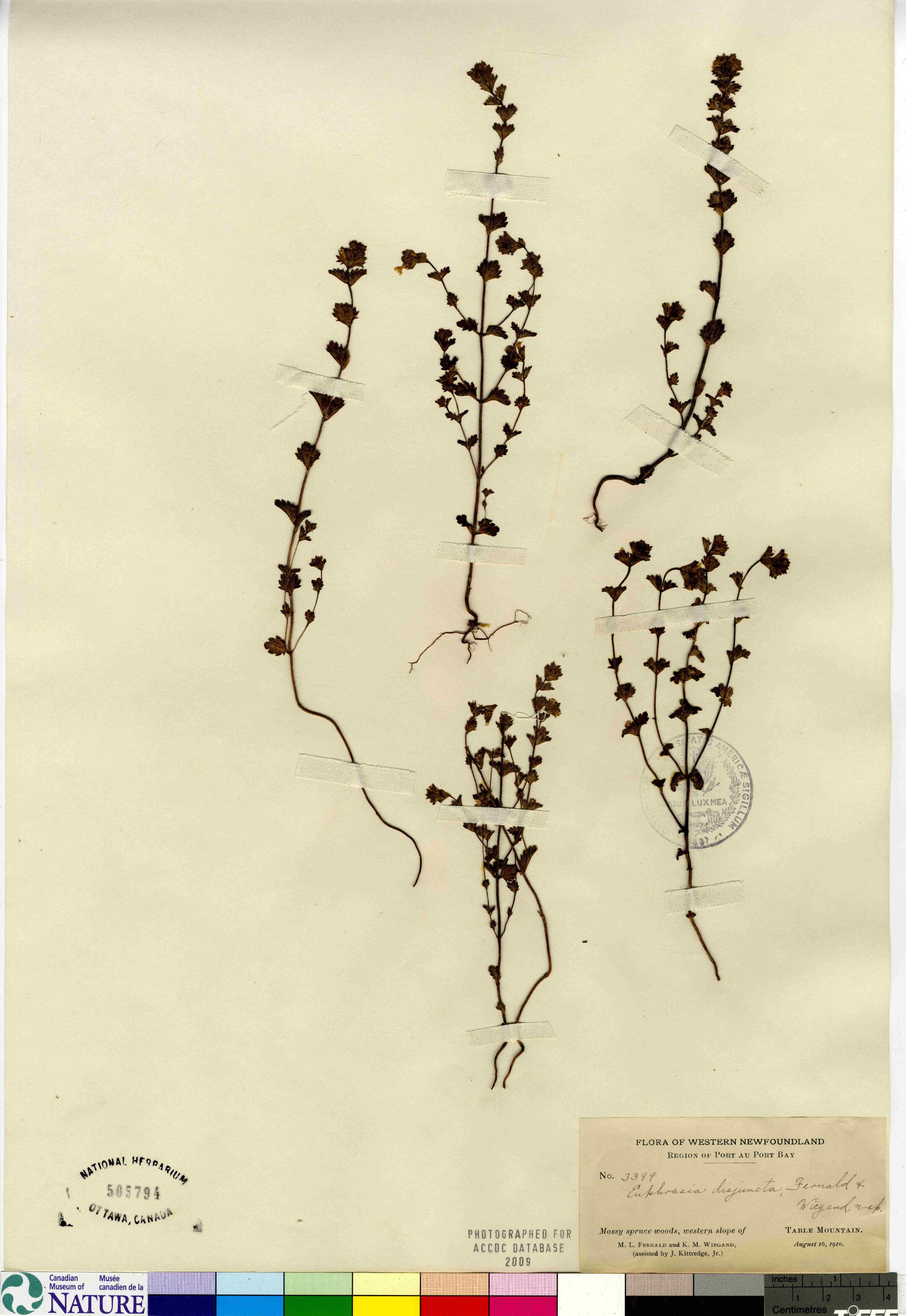 Euphrasia disjuncta image