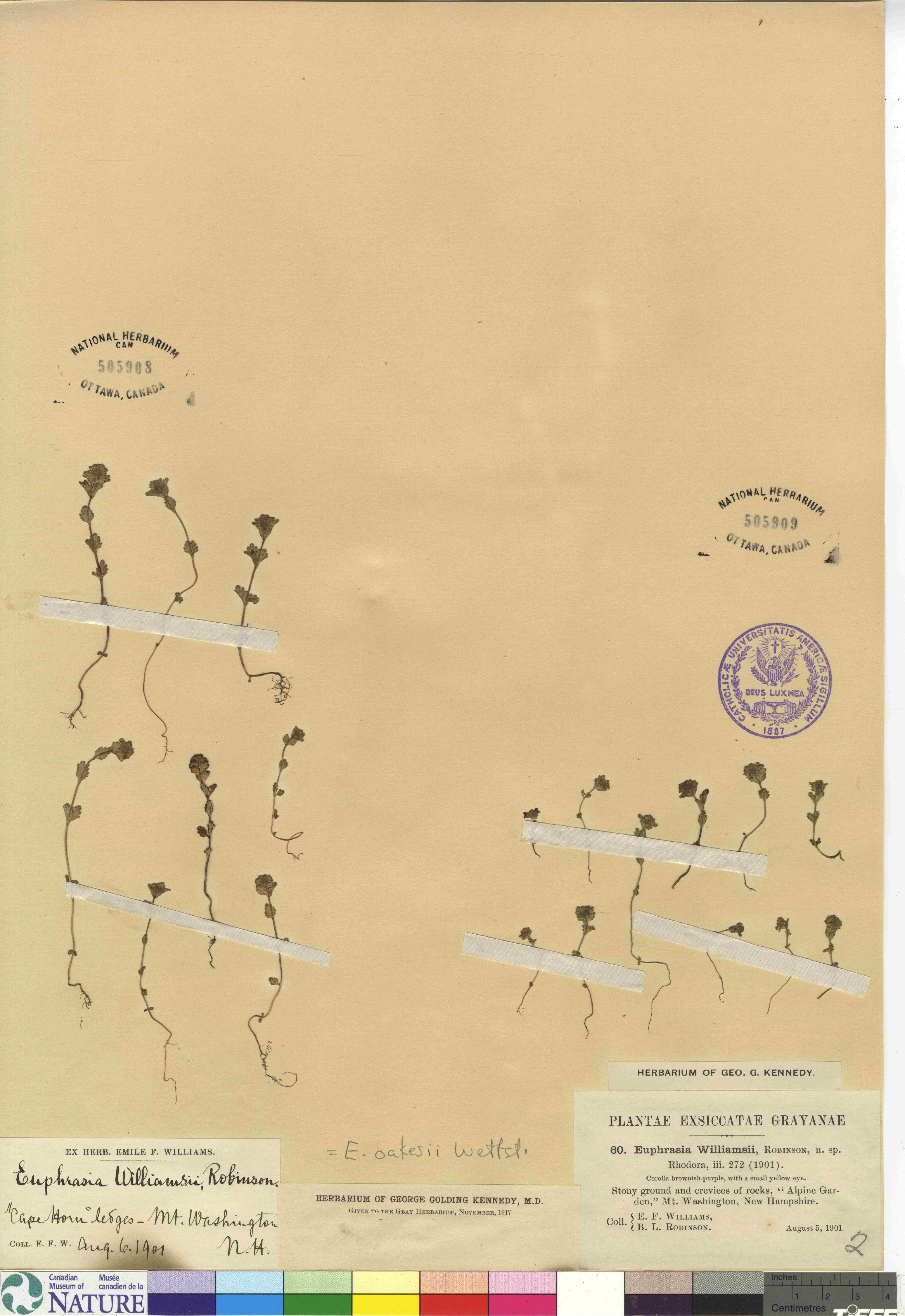 Euphrasia oakesii image