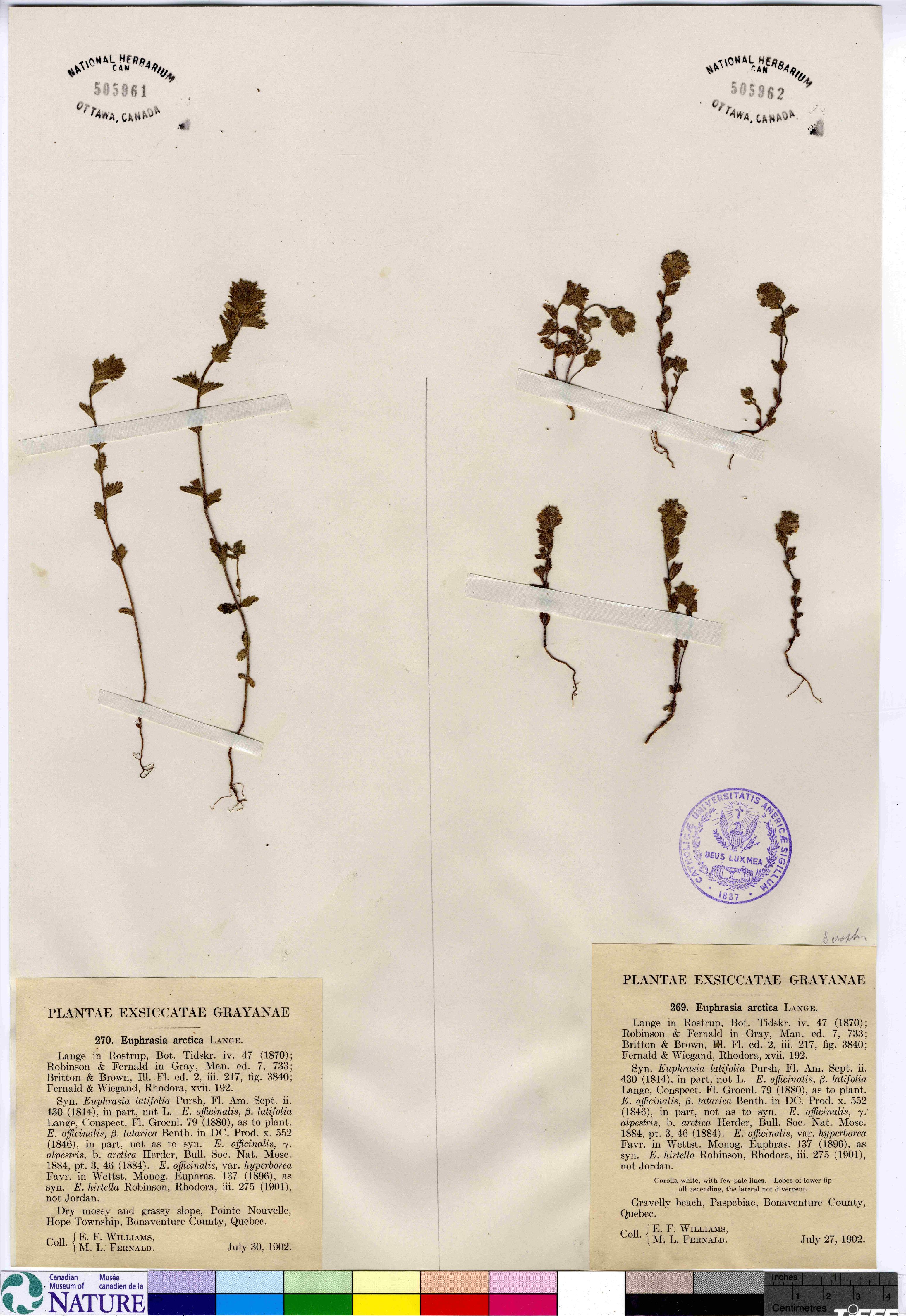 Euphrasia arctica image
