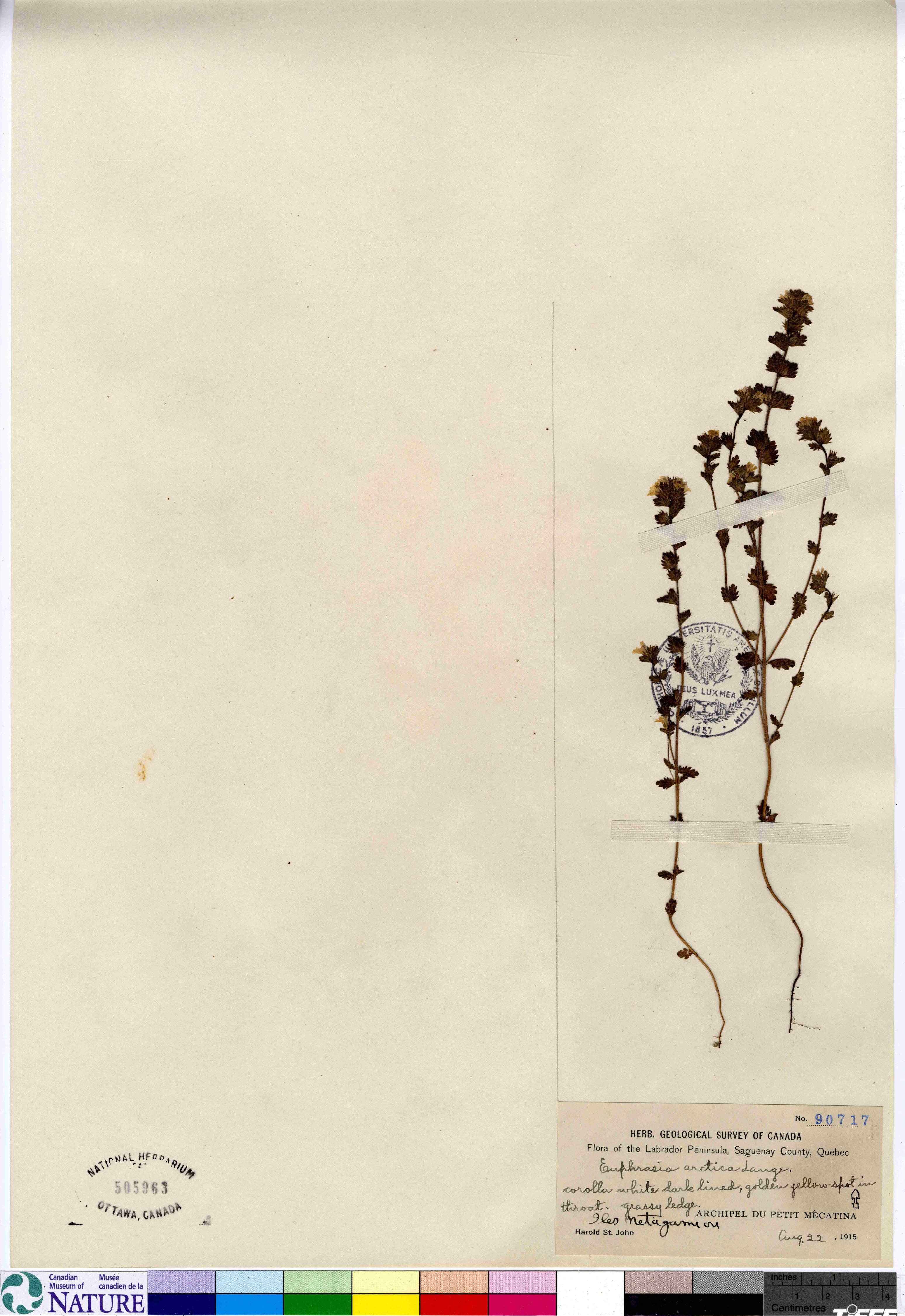 Euphrasia arctica image