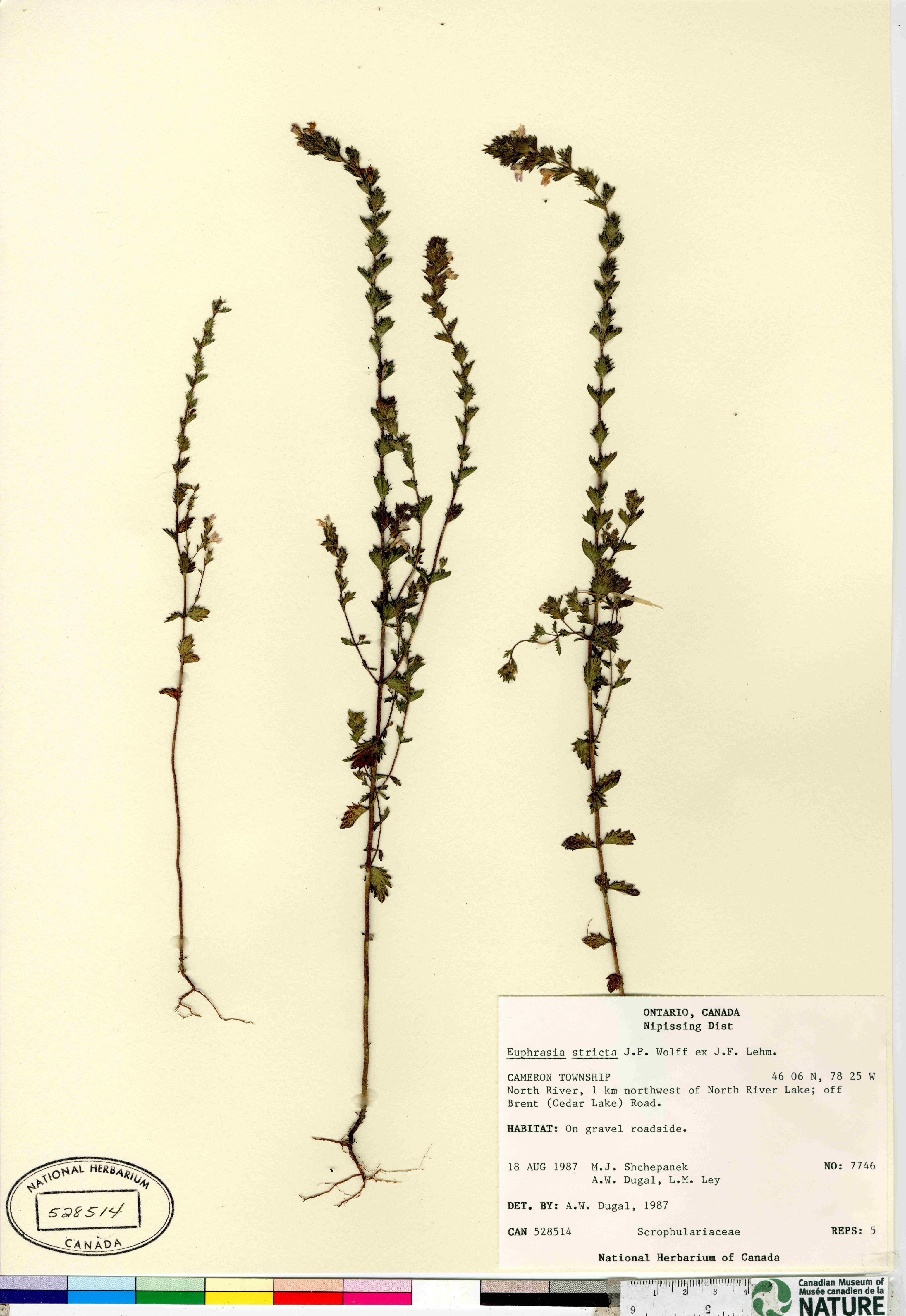 Euphrasia stricta image