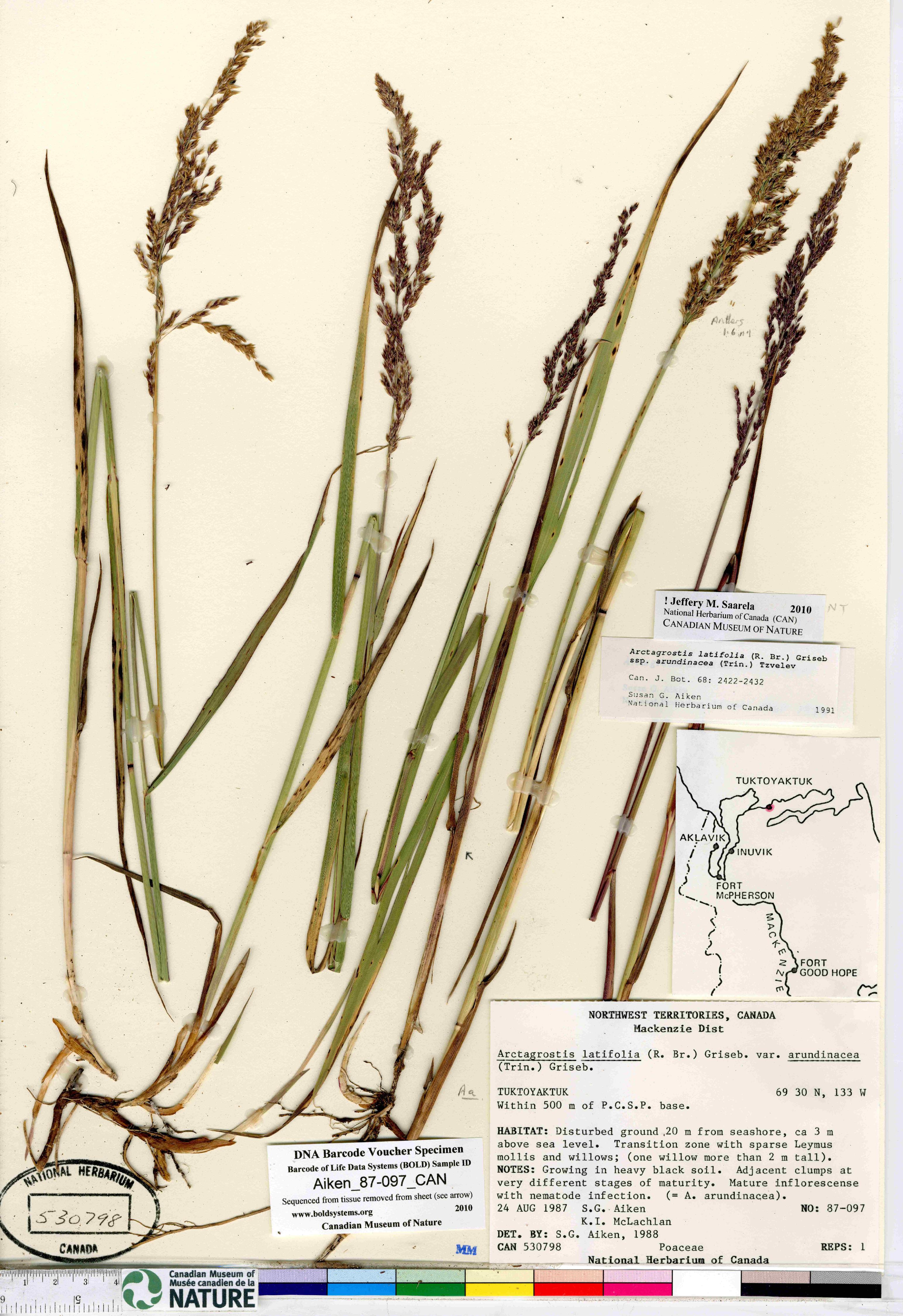 Arctagrostis latifolia subsp. arundinacea image