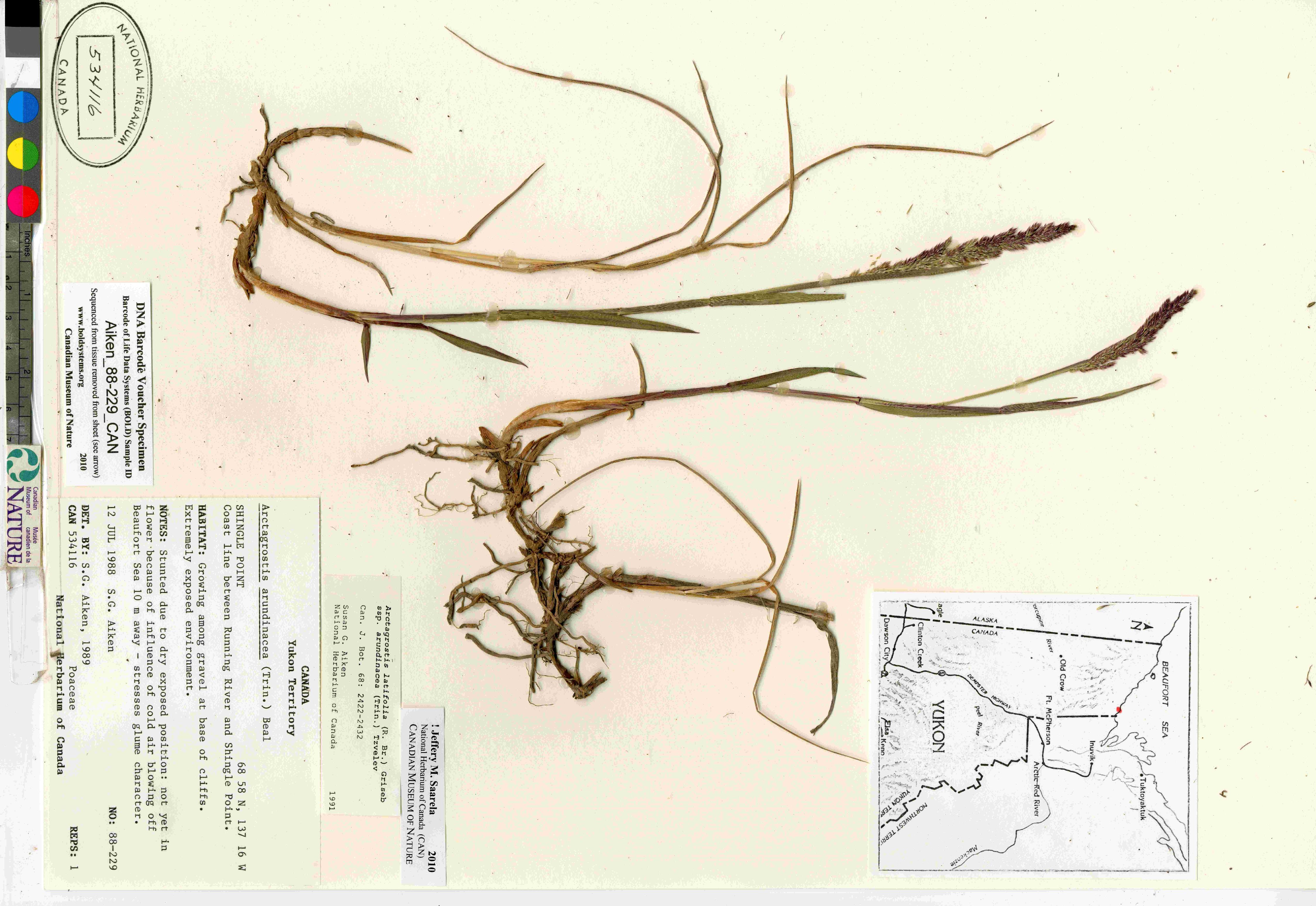 Arctagrostis latifolia image