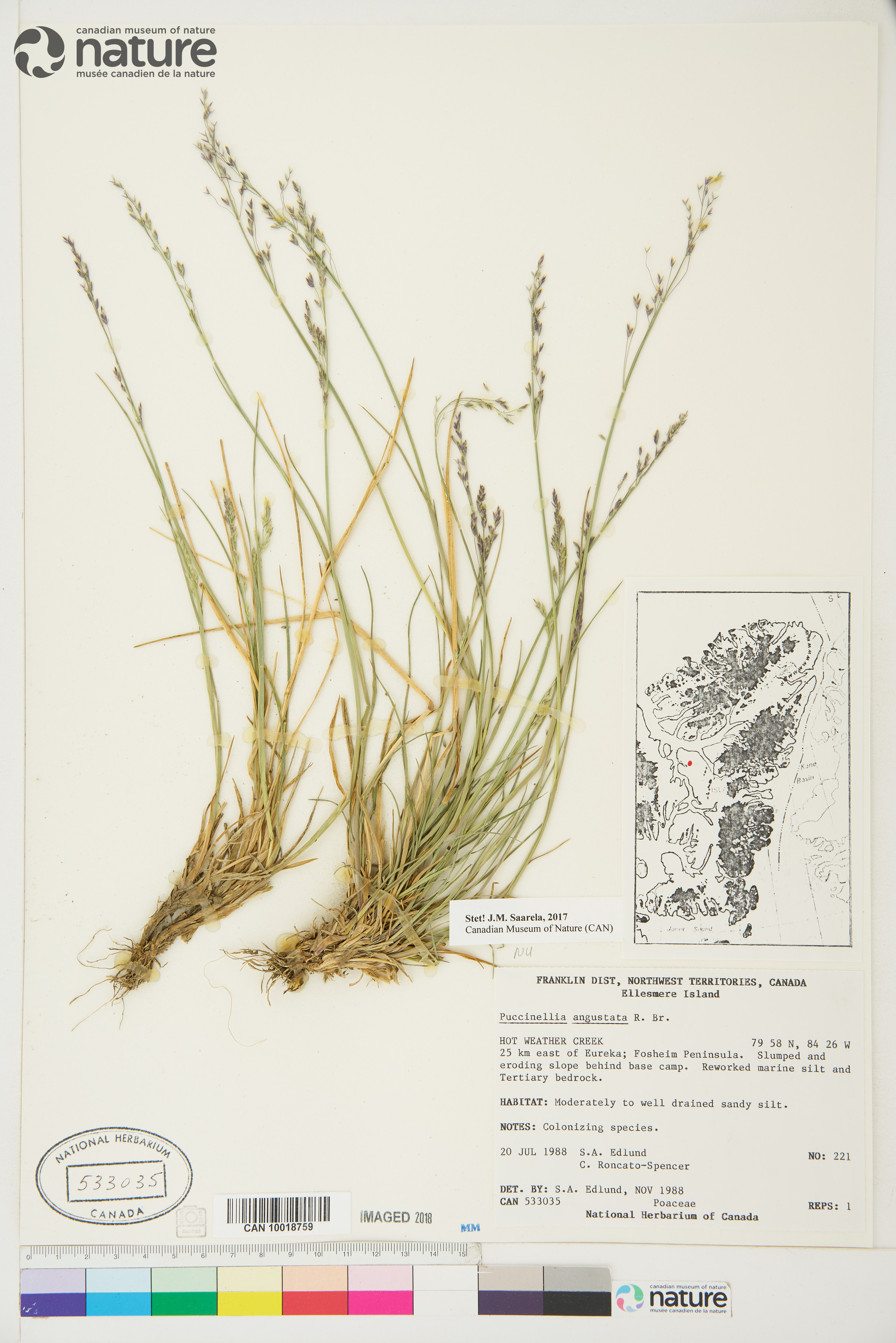 Puccinellia angustata image