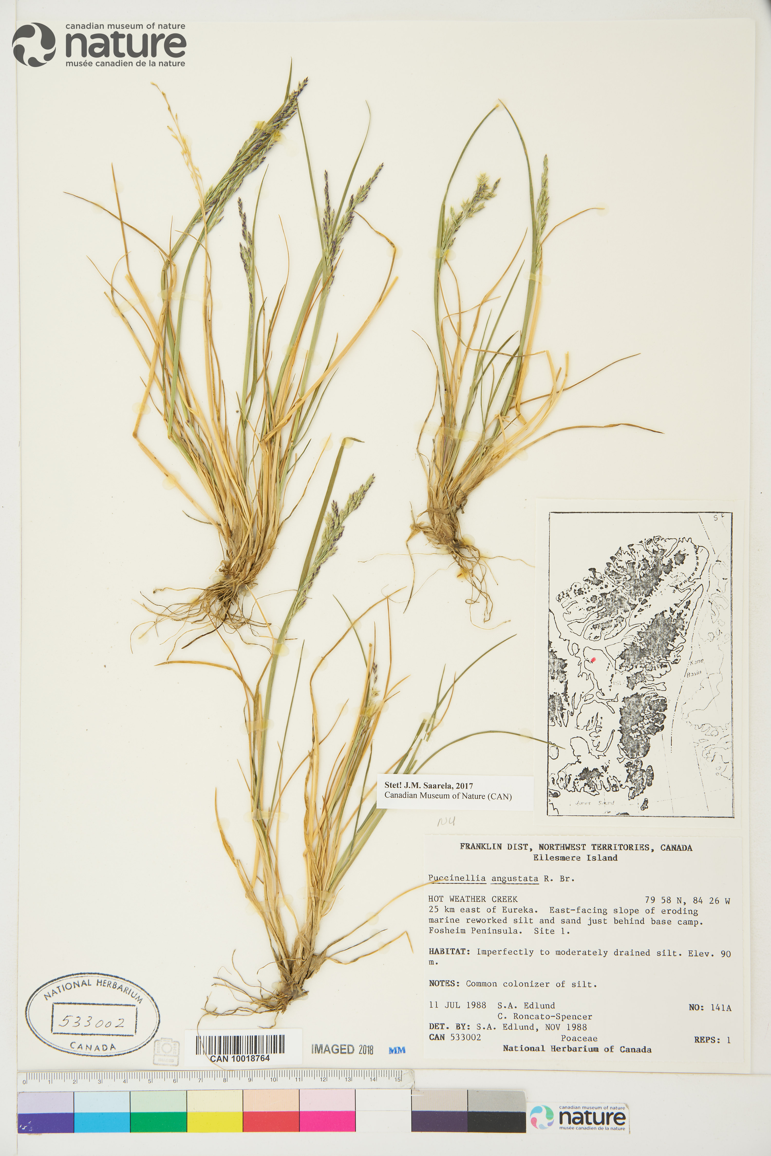 Puccinellia angustata image