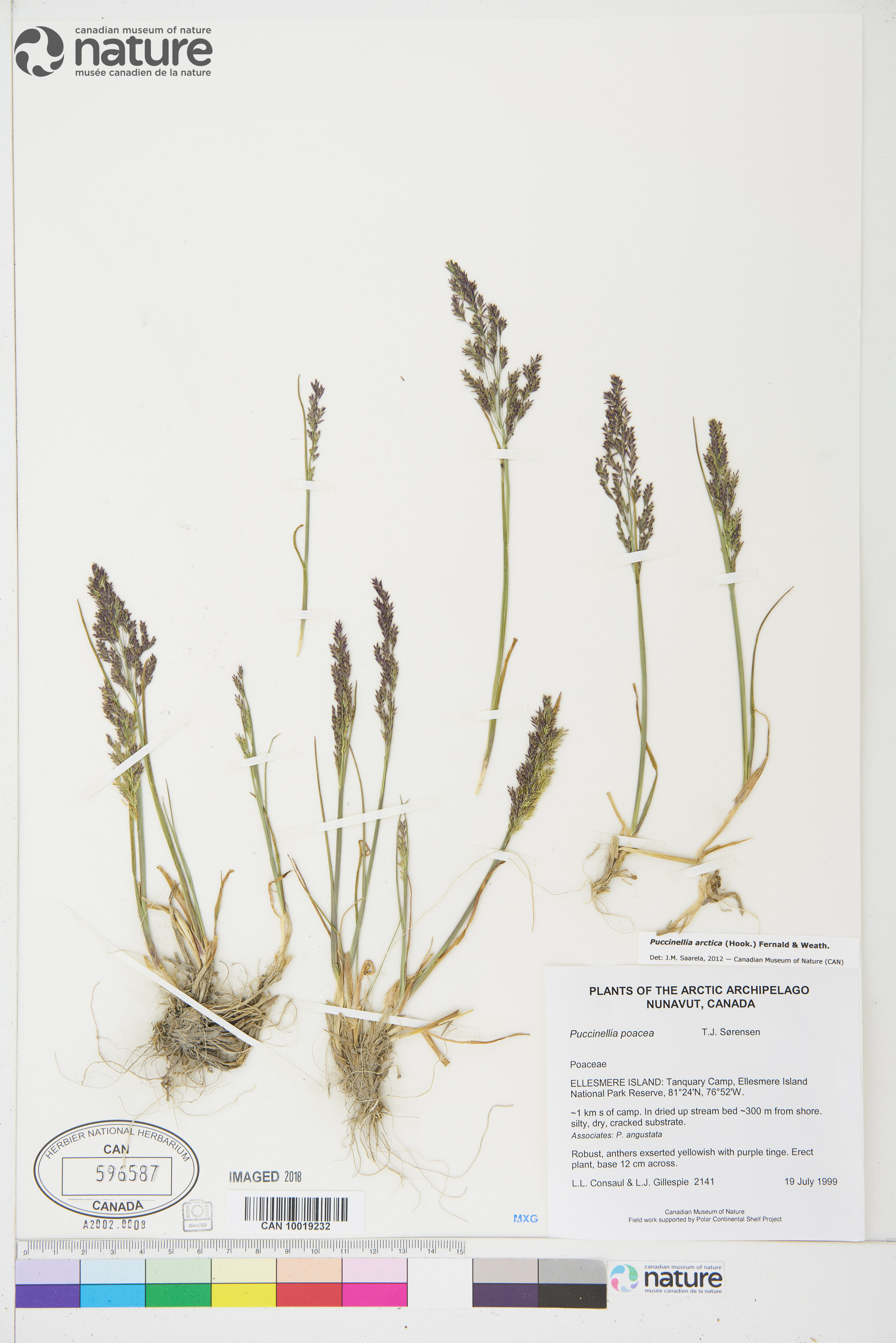 Puccinellia arctica image