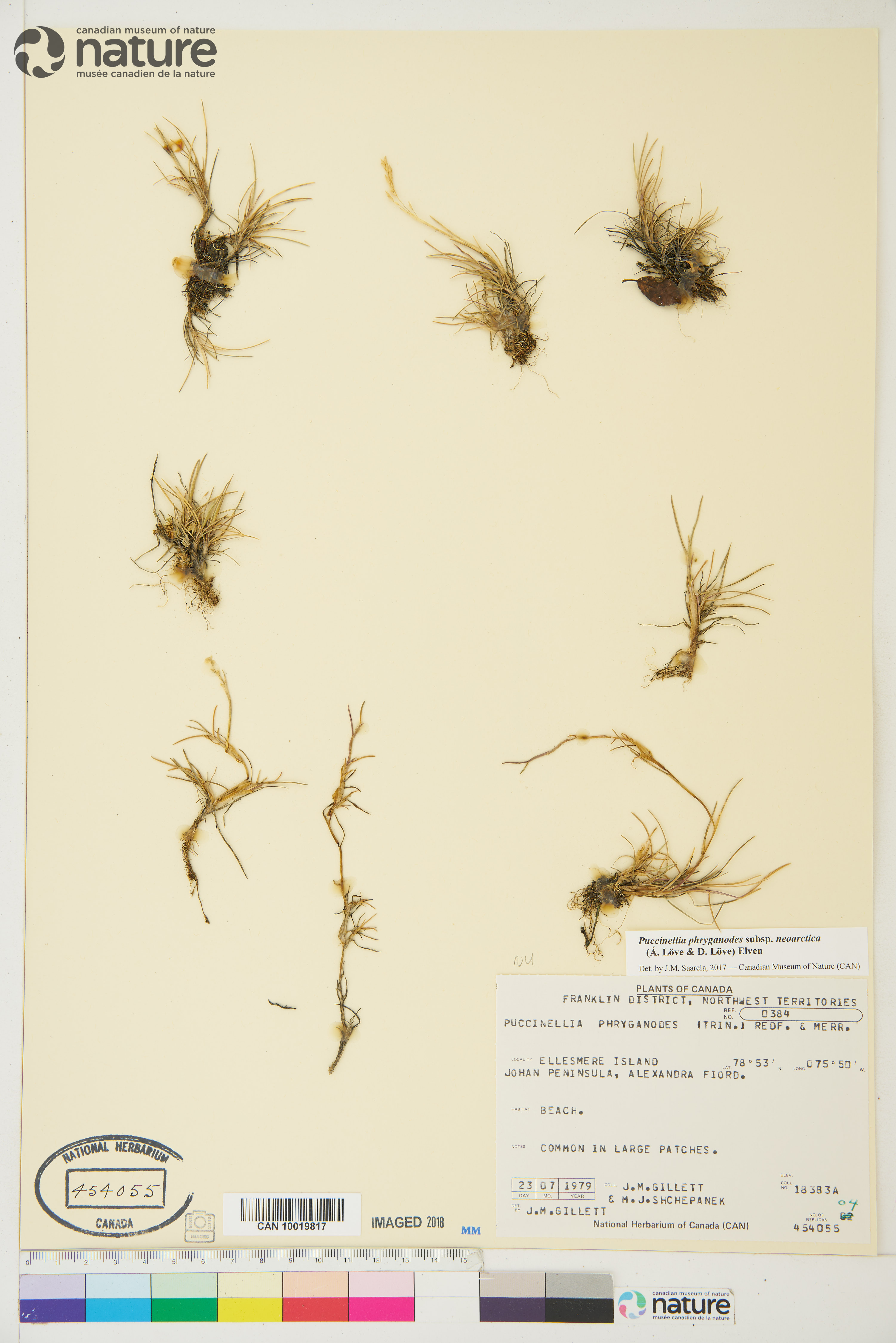Puccinellia phryganodes image