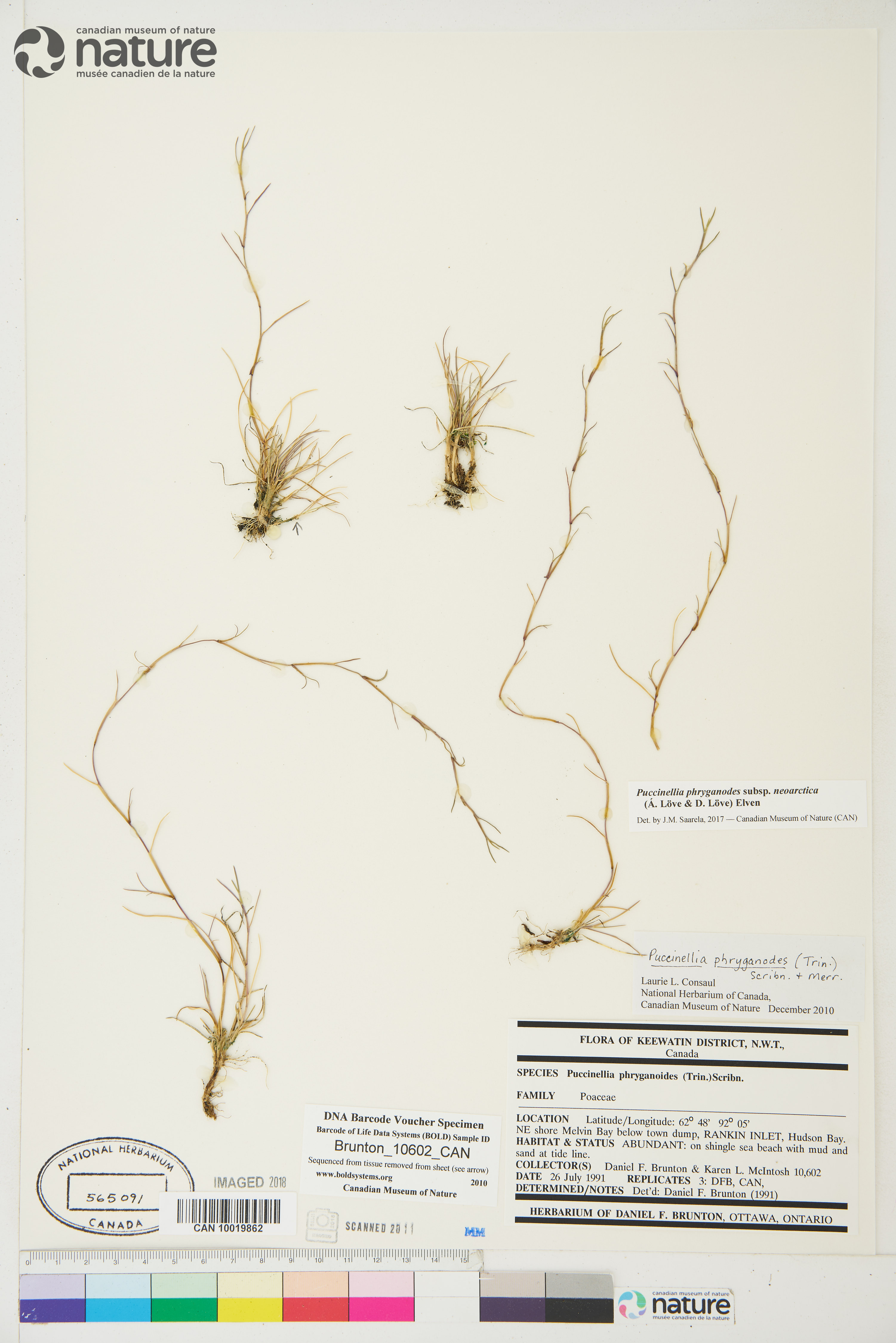 Puccinellia phryganodes subsp. neoarctica image