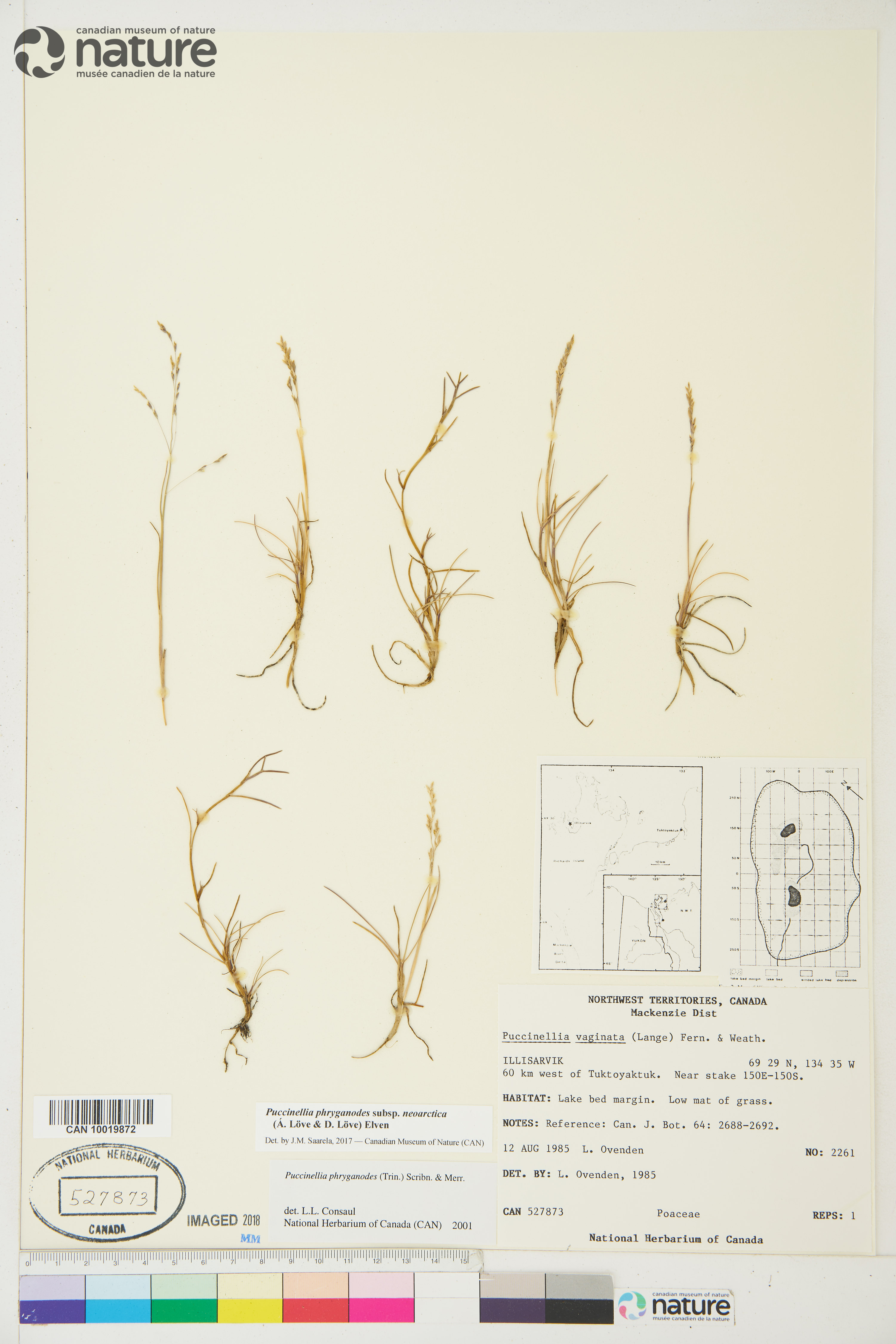 Puccinellia phryganodes image