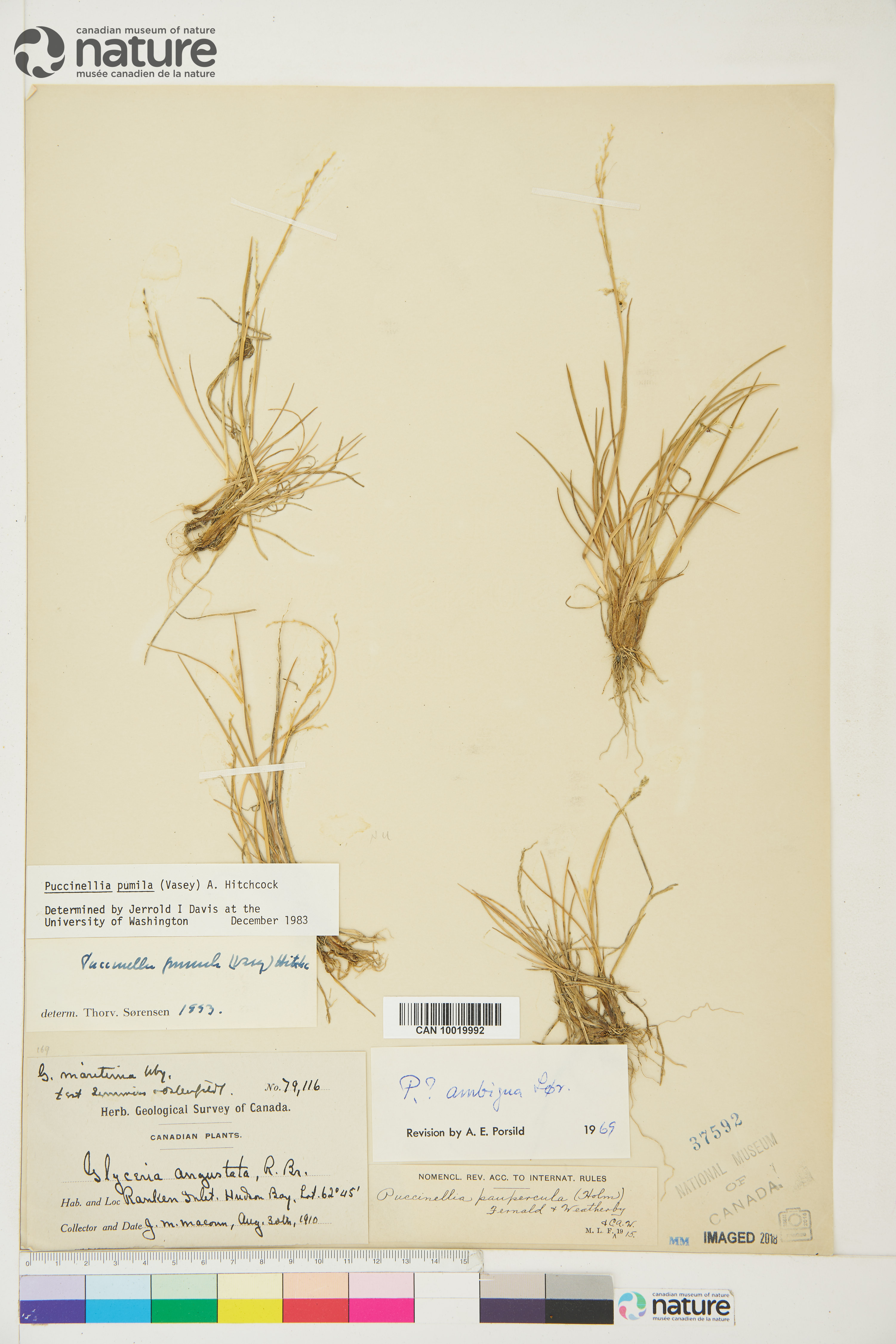 Puccinellia pumila image