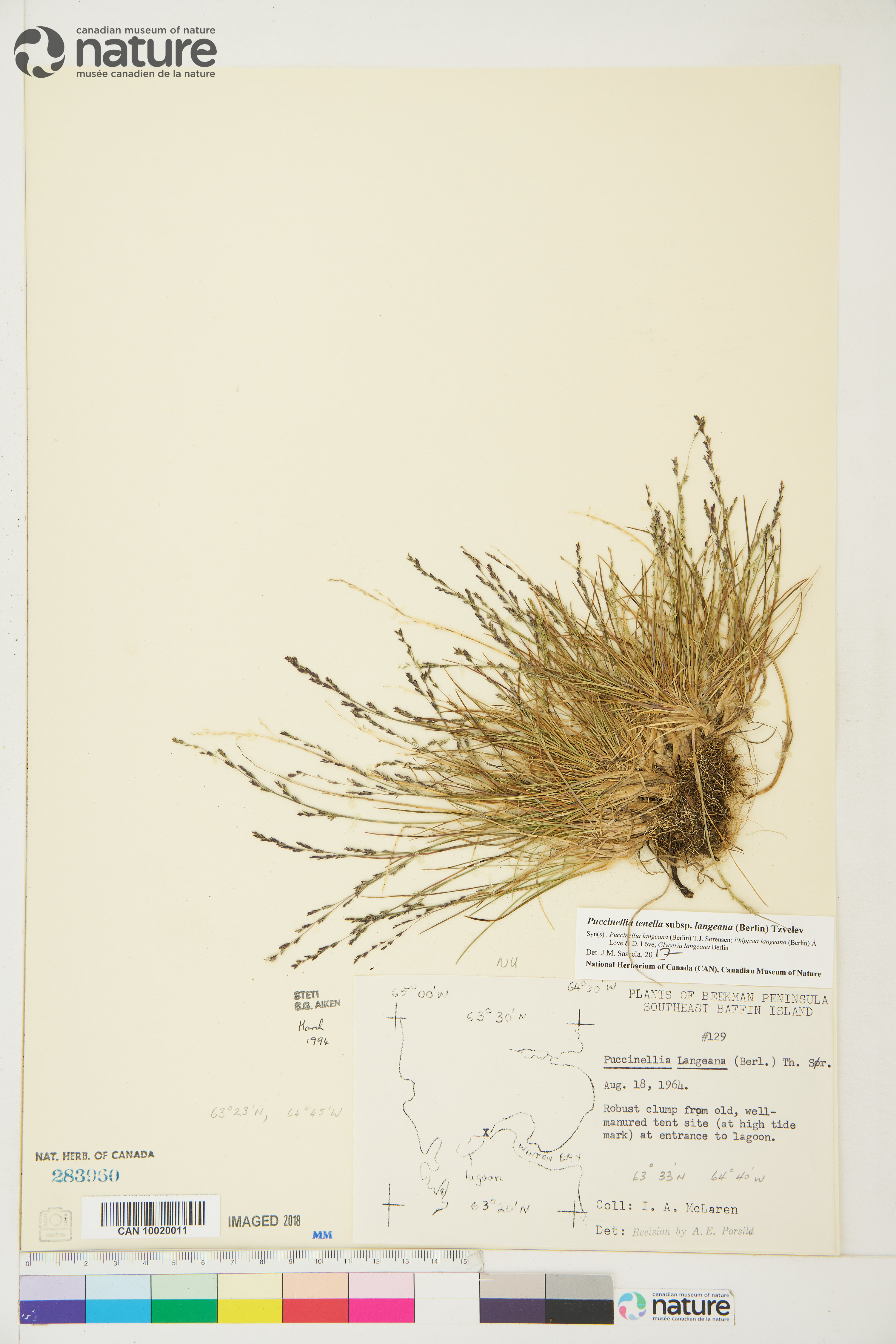 Puccinellia tenella subsp. langeana image