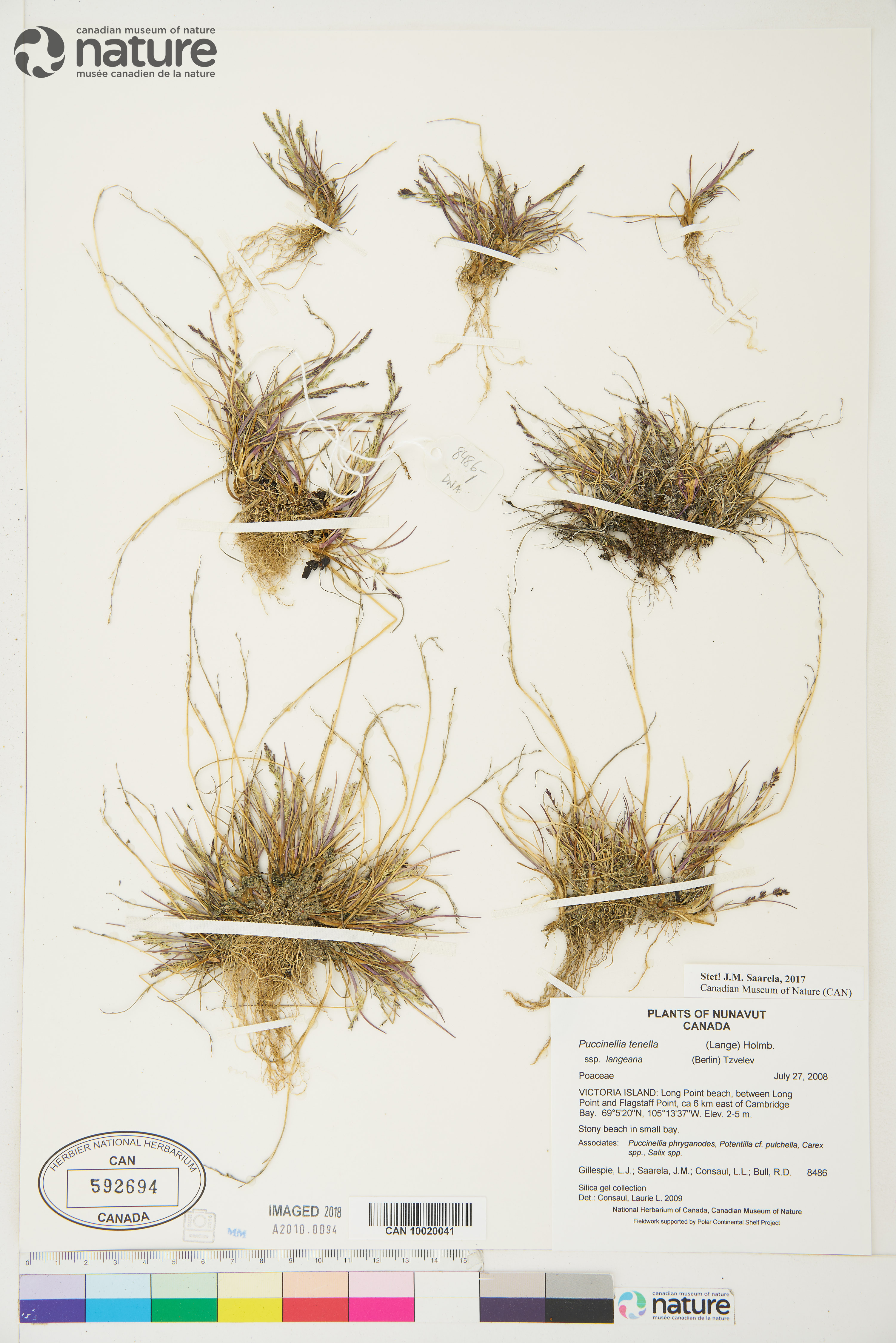 Puccinellia tenella image