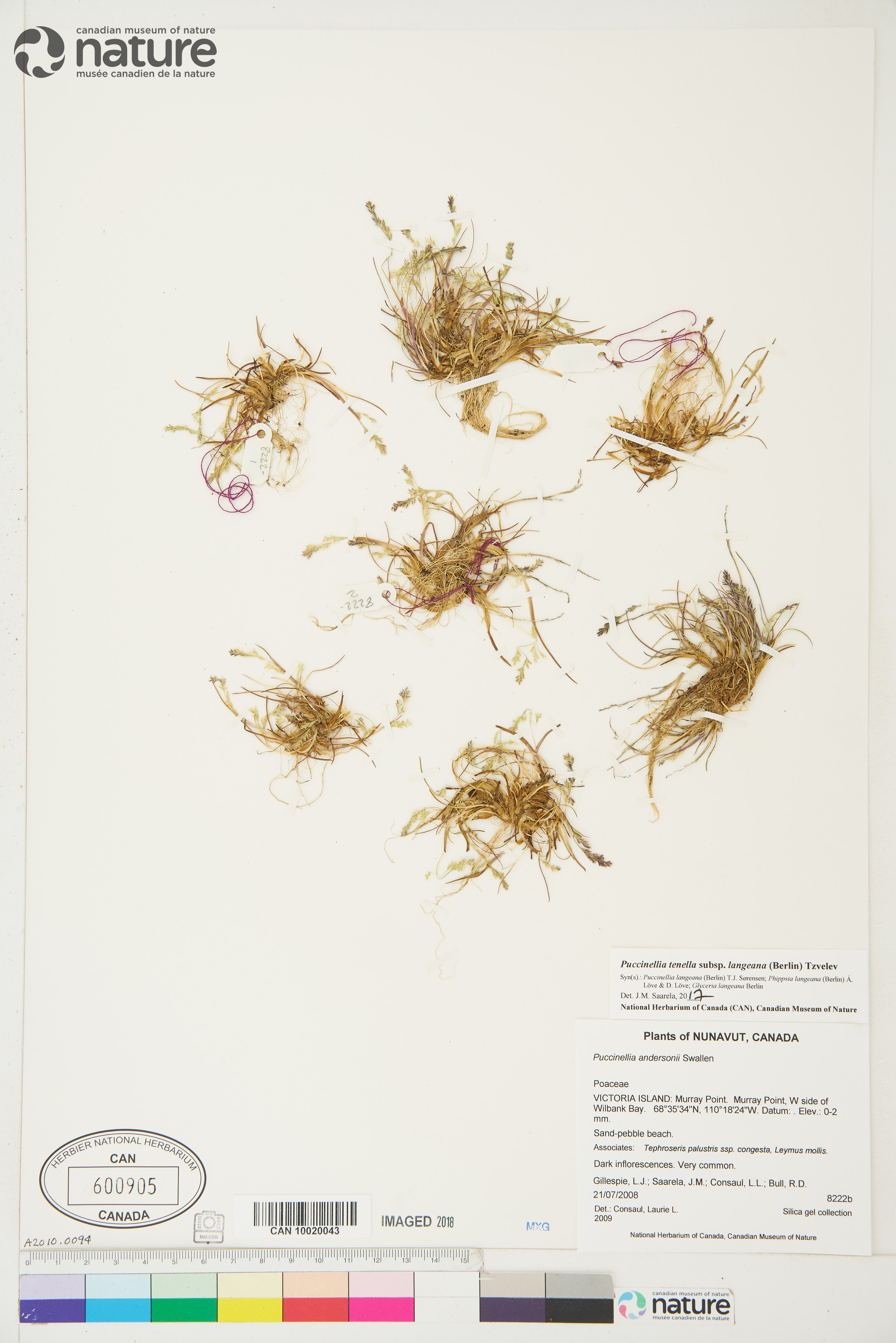 Puccinellia tenella image
