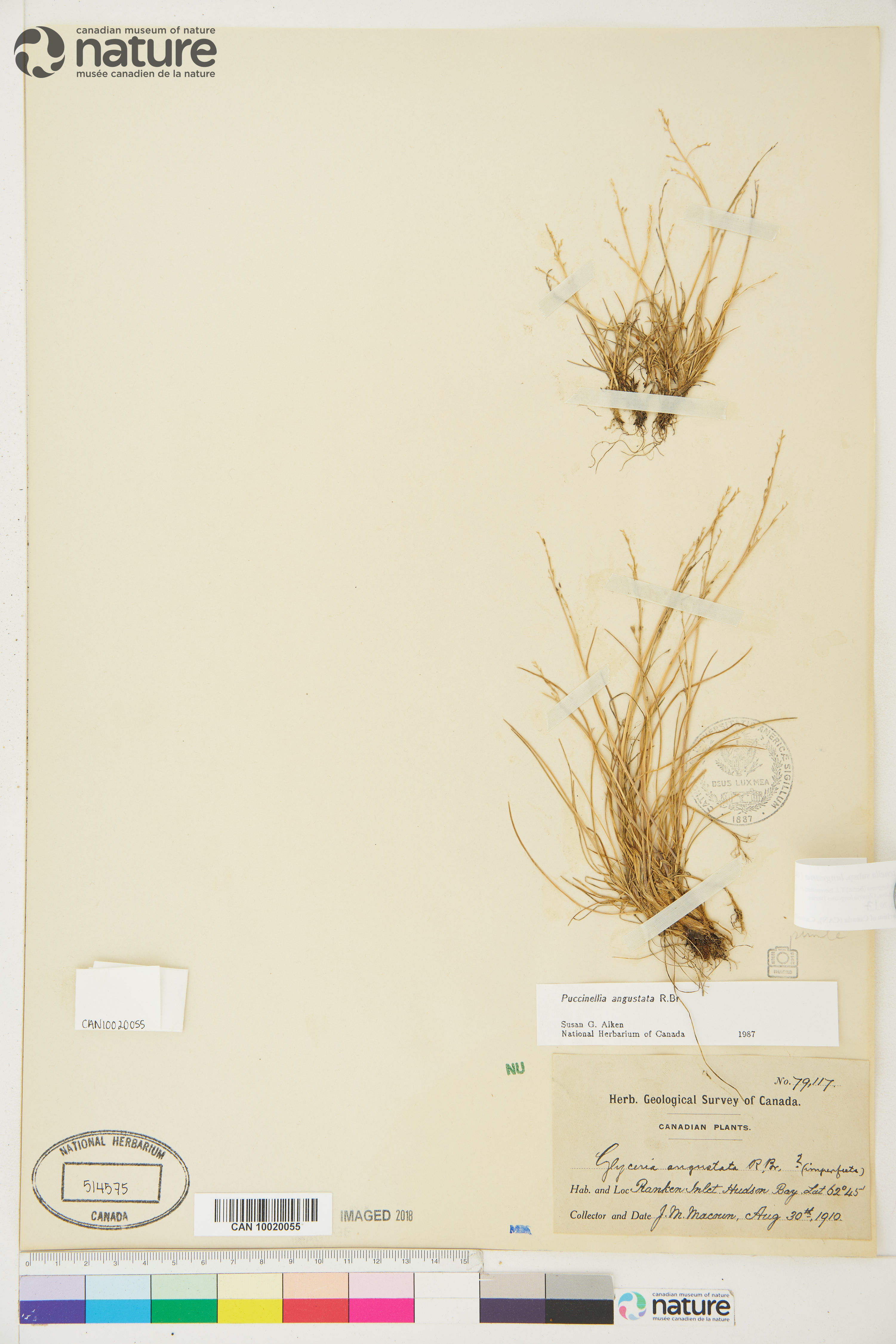 Puccinellia tenella subsp. langeana image