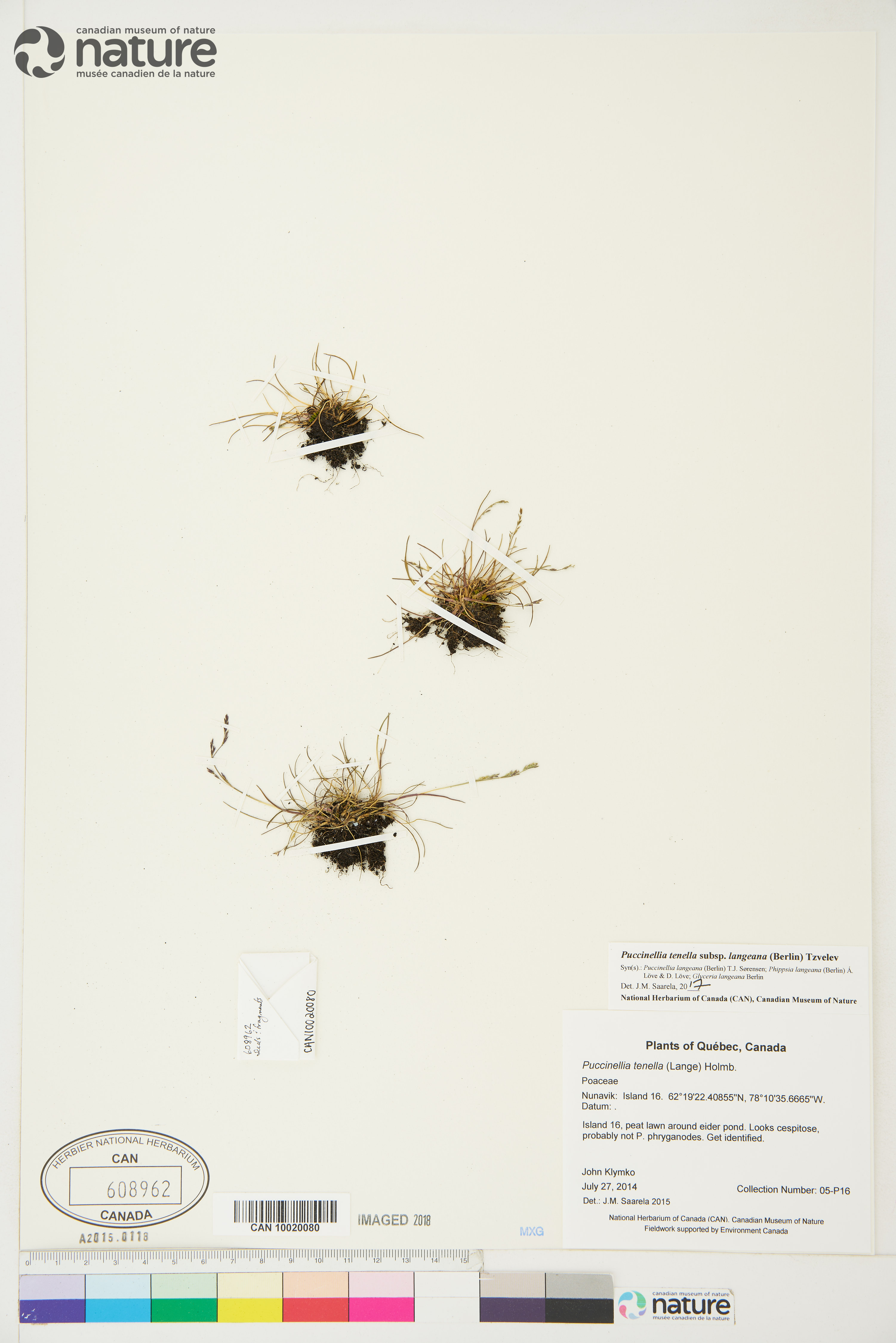 Puccinellia tenella subsp. langeana image