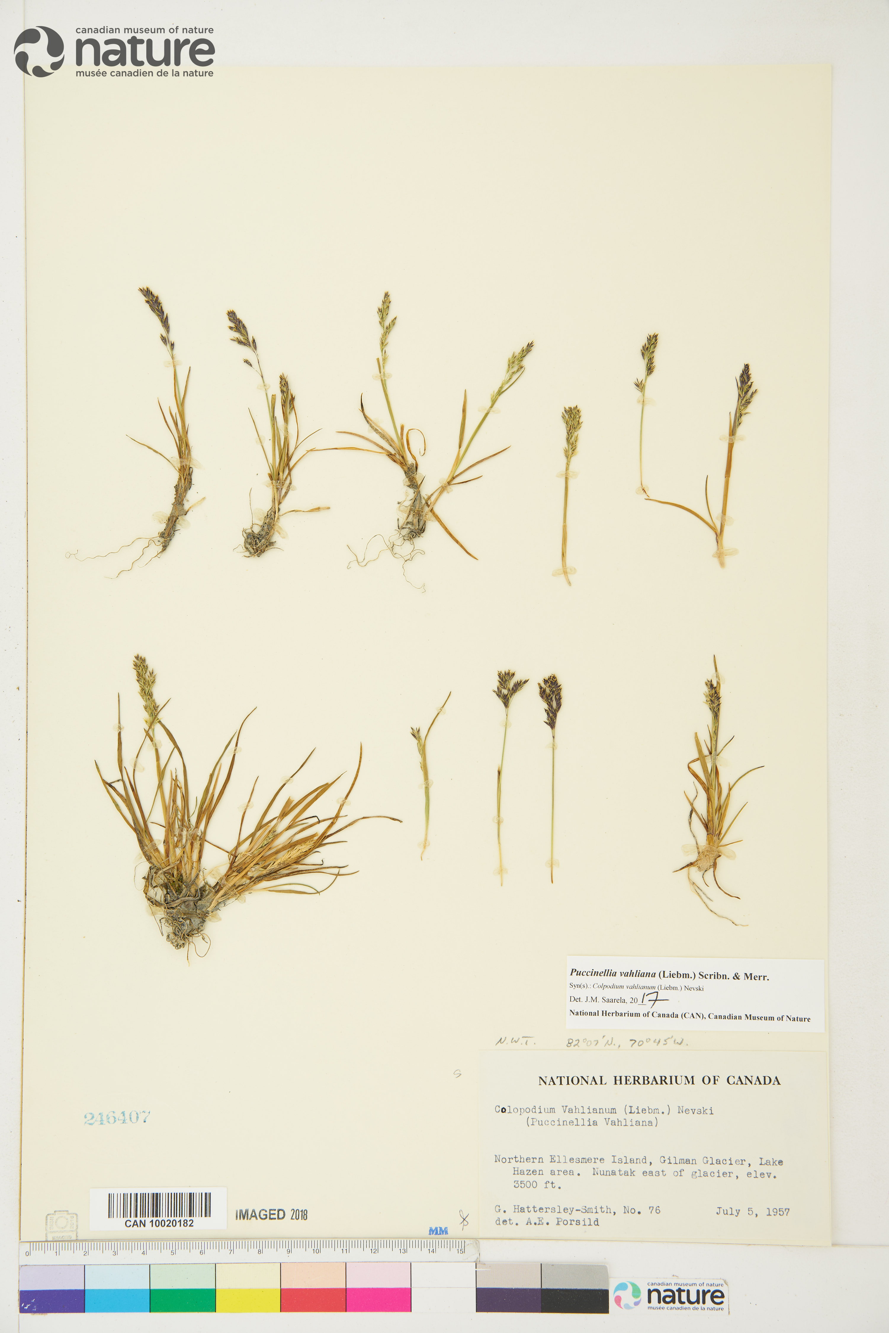 Puccinellia vahliana image