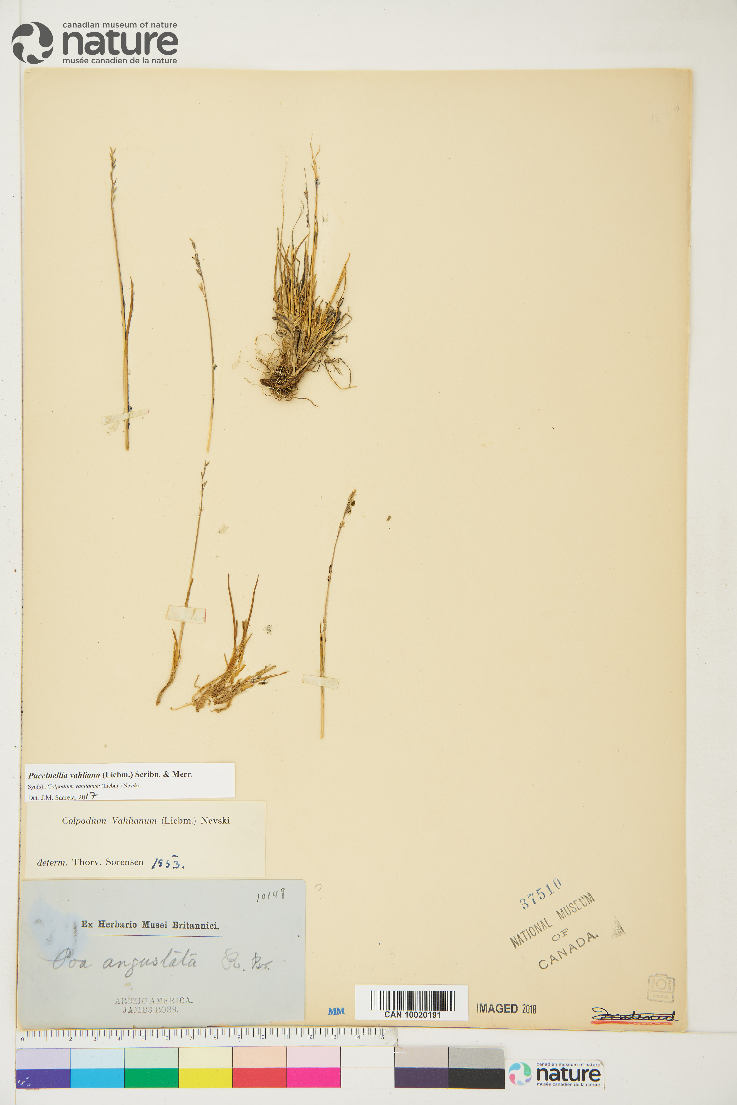 Puccinellia vahliana image