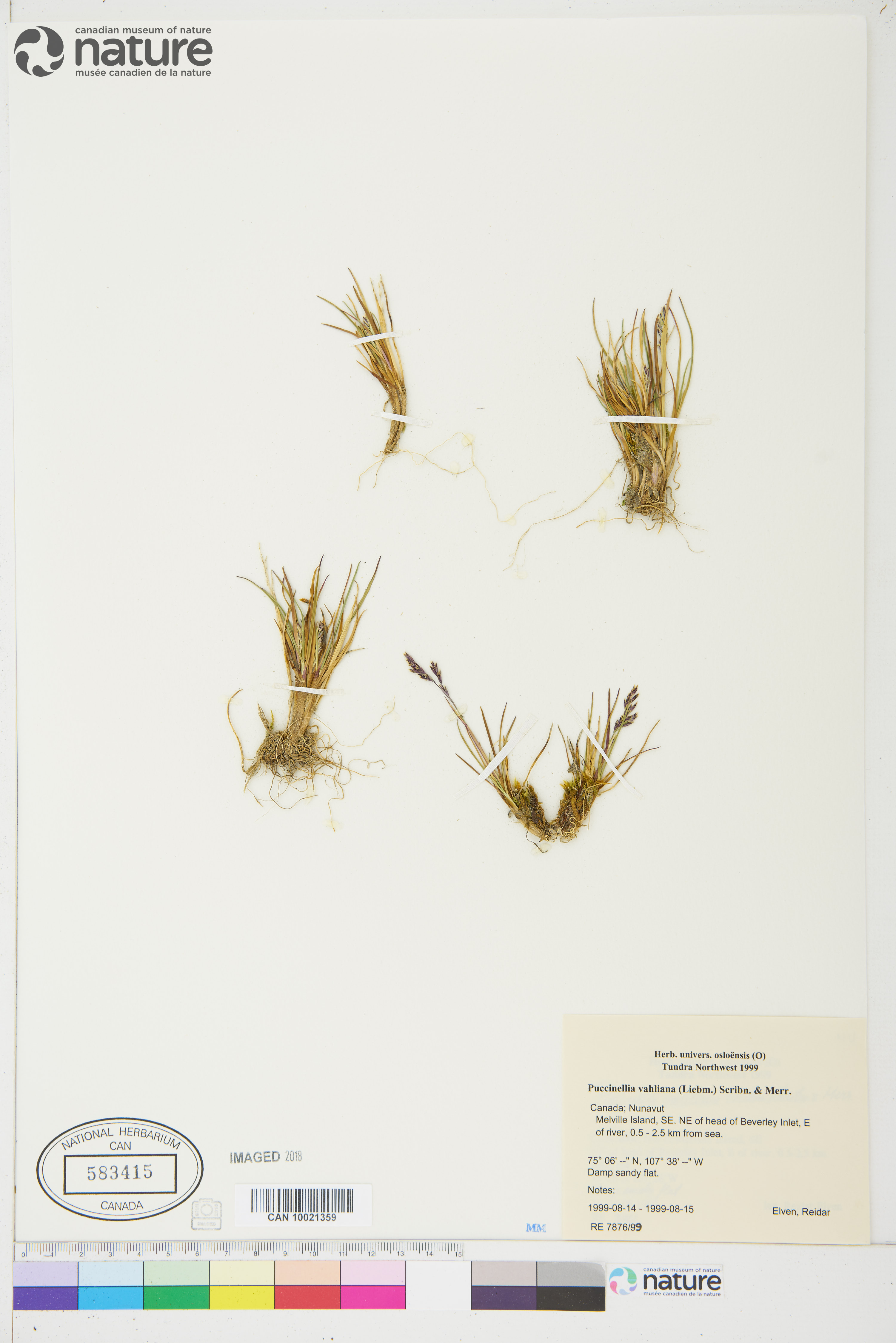 Puccinellia vahliana image