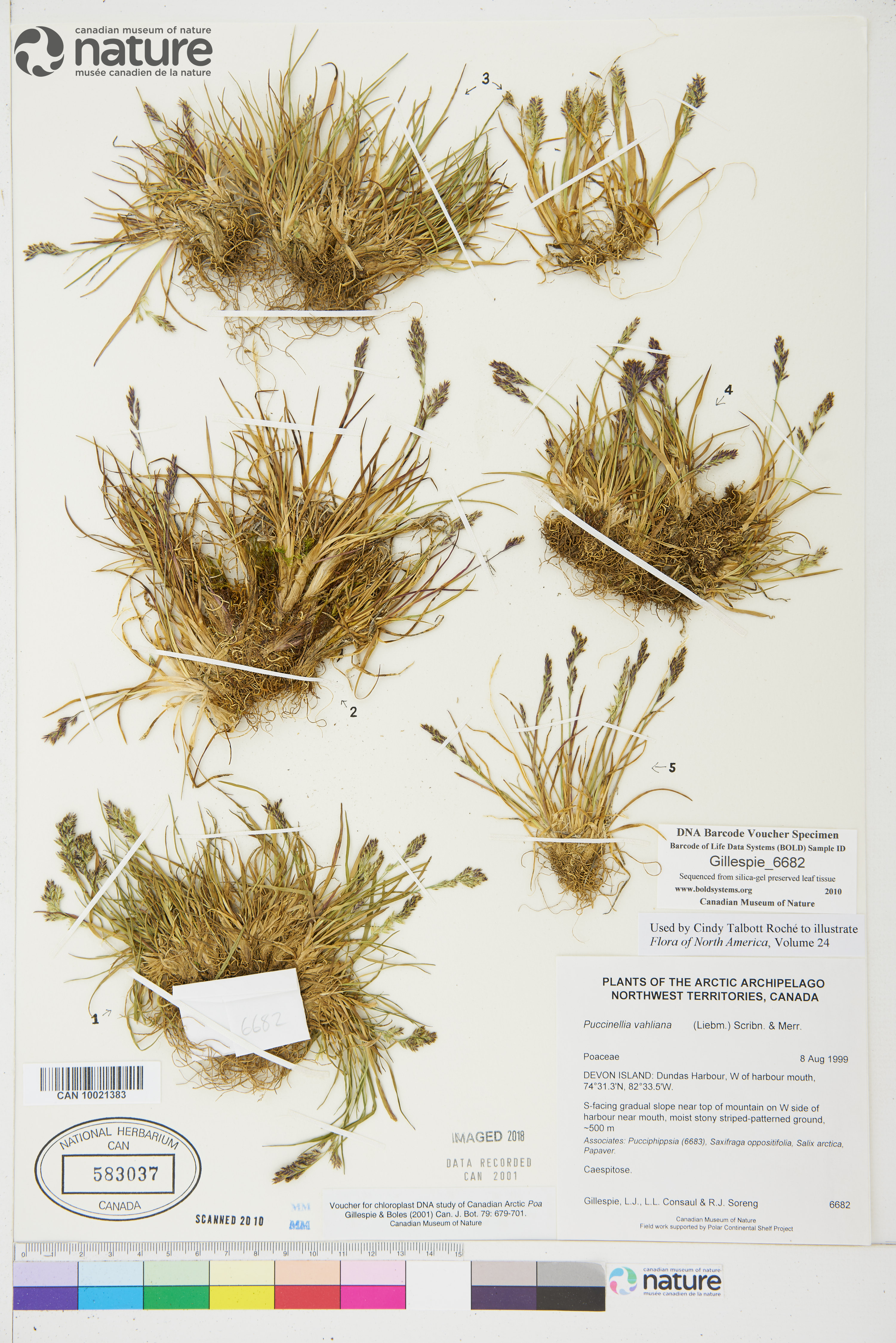 Puccinellia vahliana image