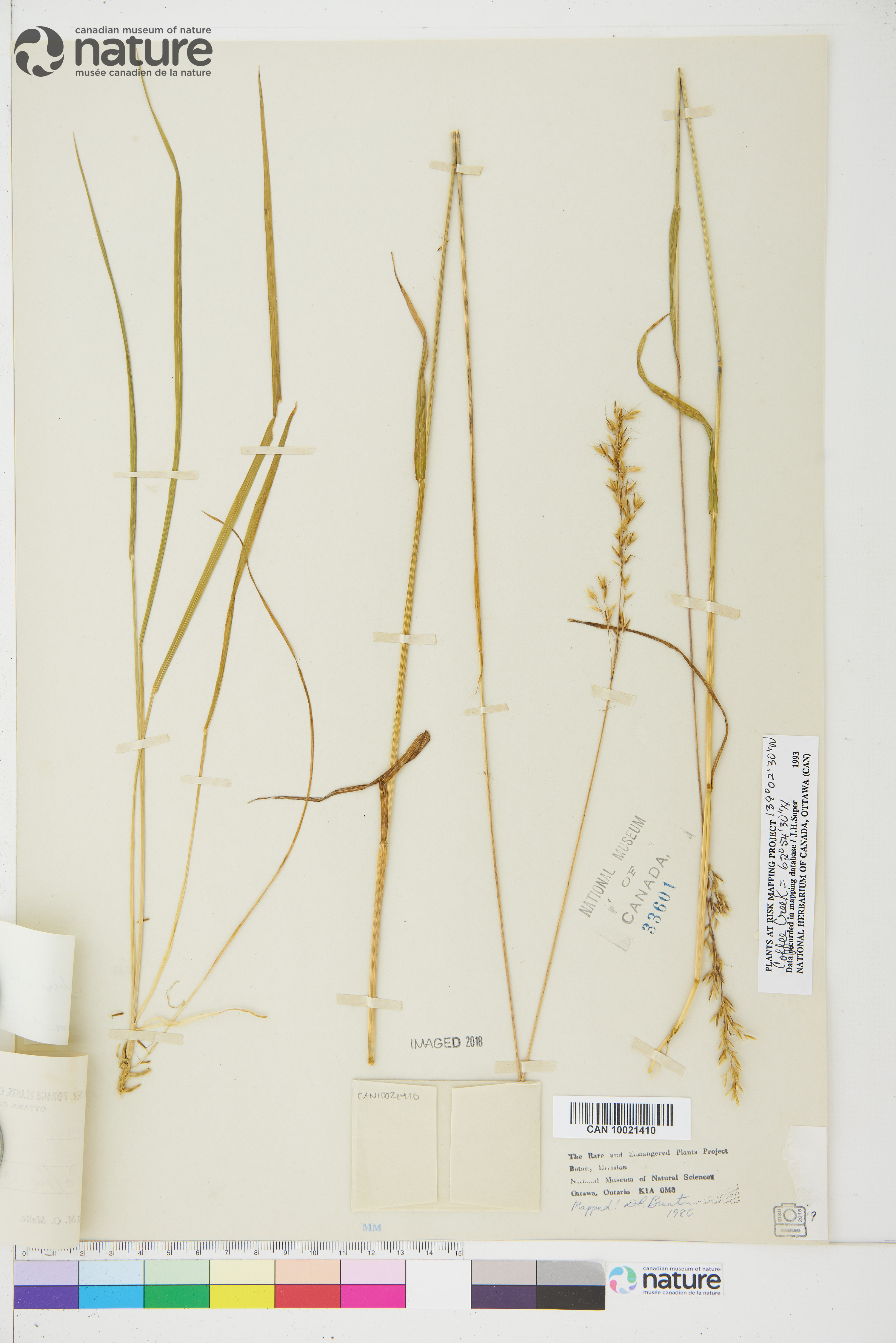 Trisetum sibiricum image