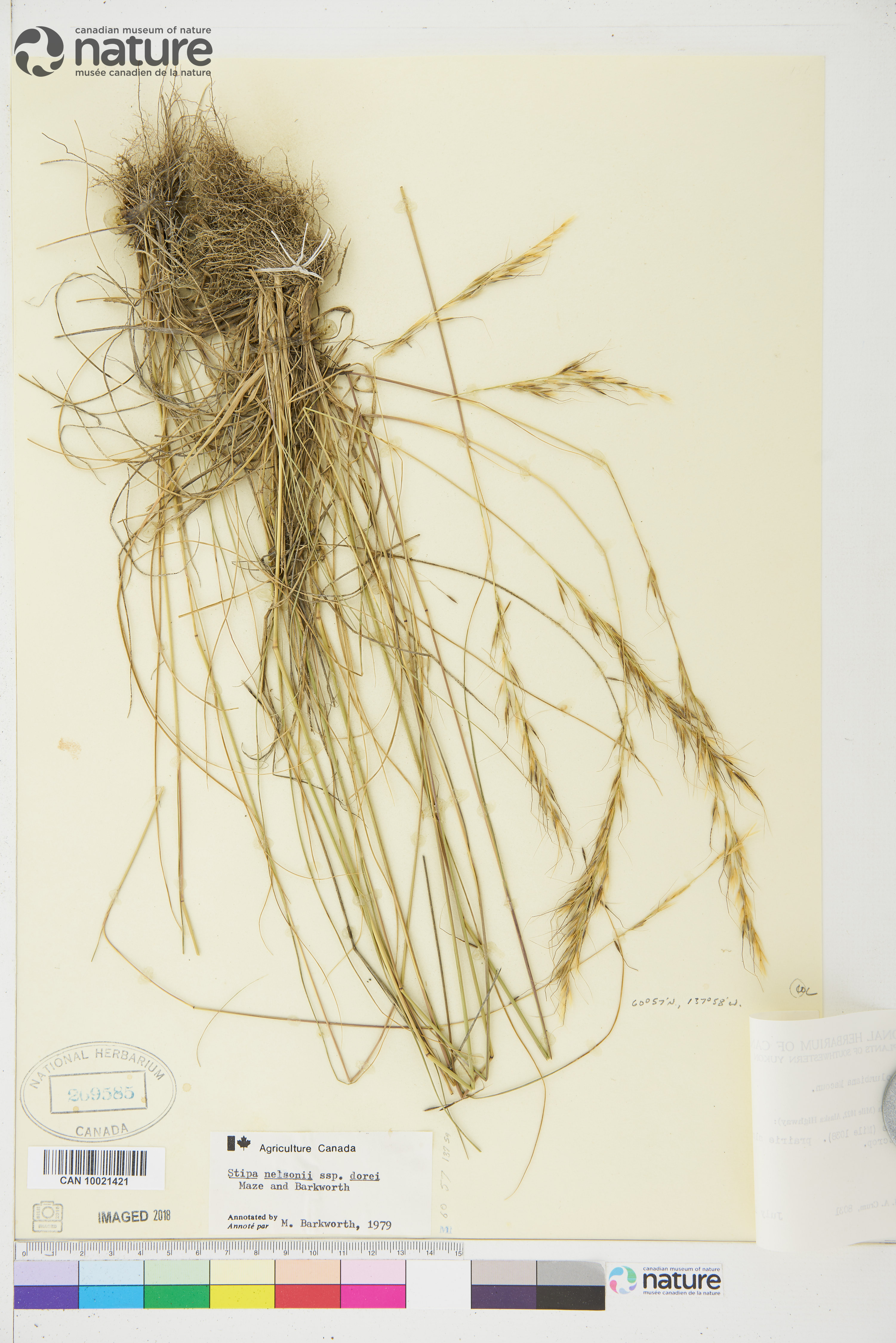 Achnatherum nelsonii subsp. dorei image
