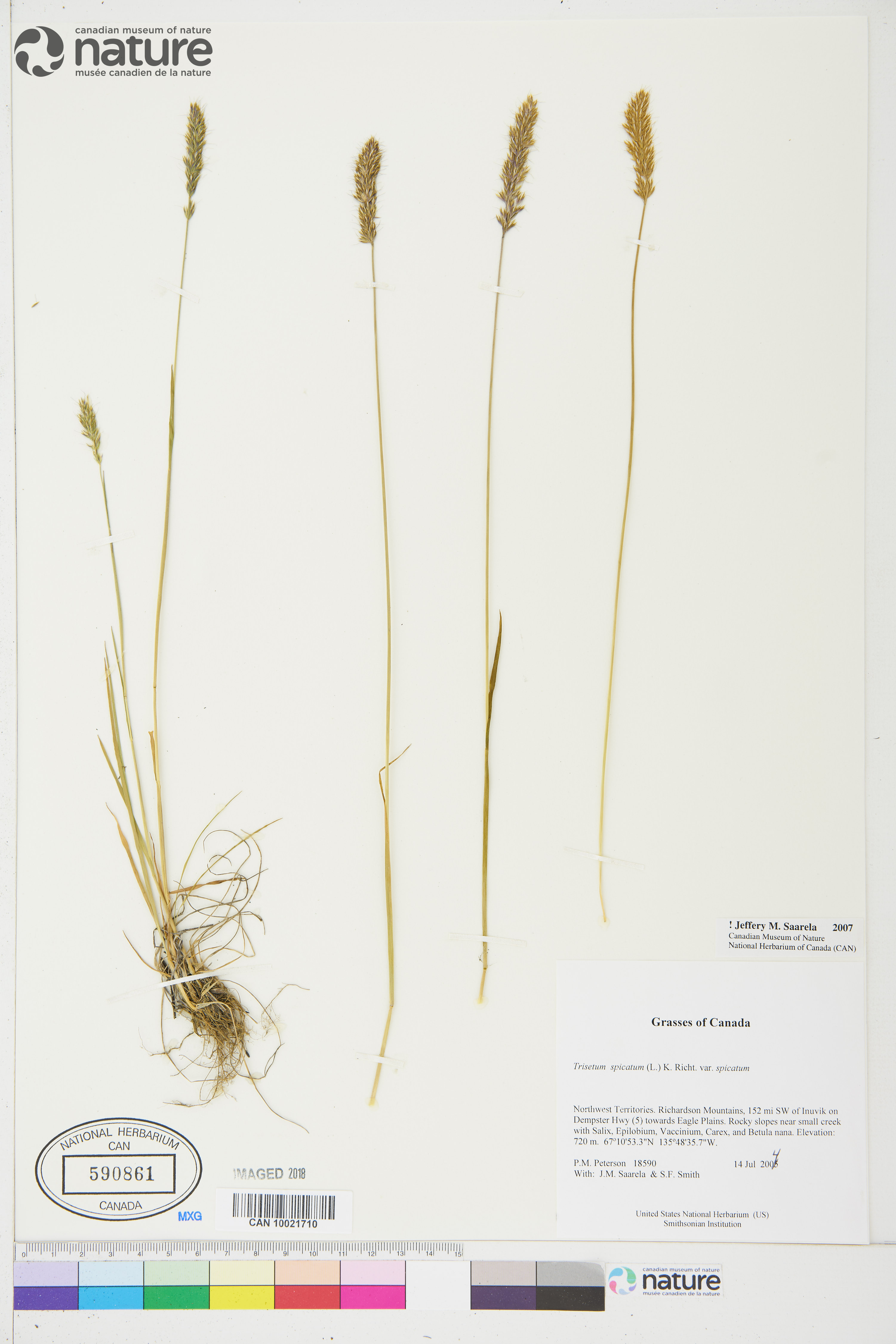 Trisetum spicatum var. spicatum image