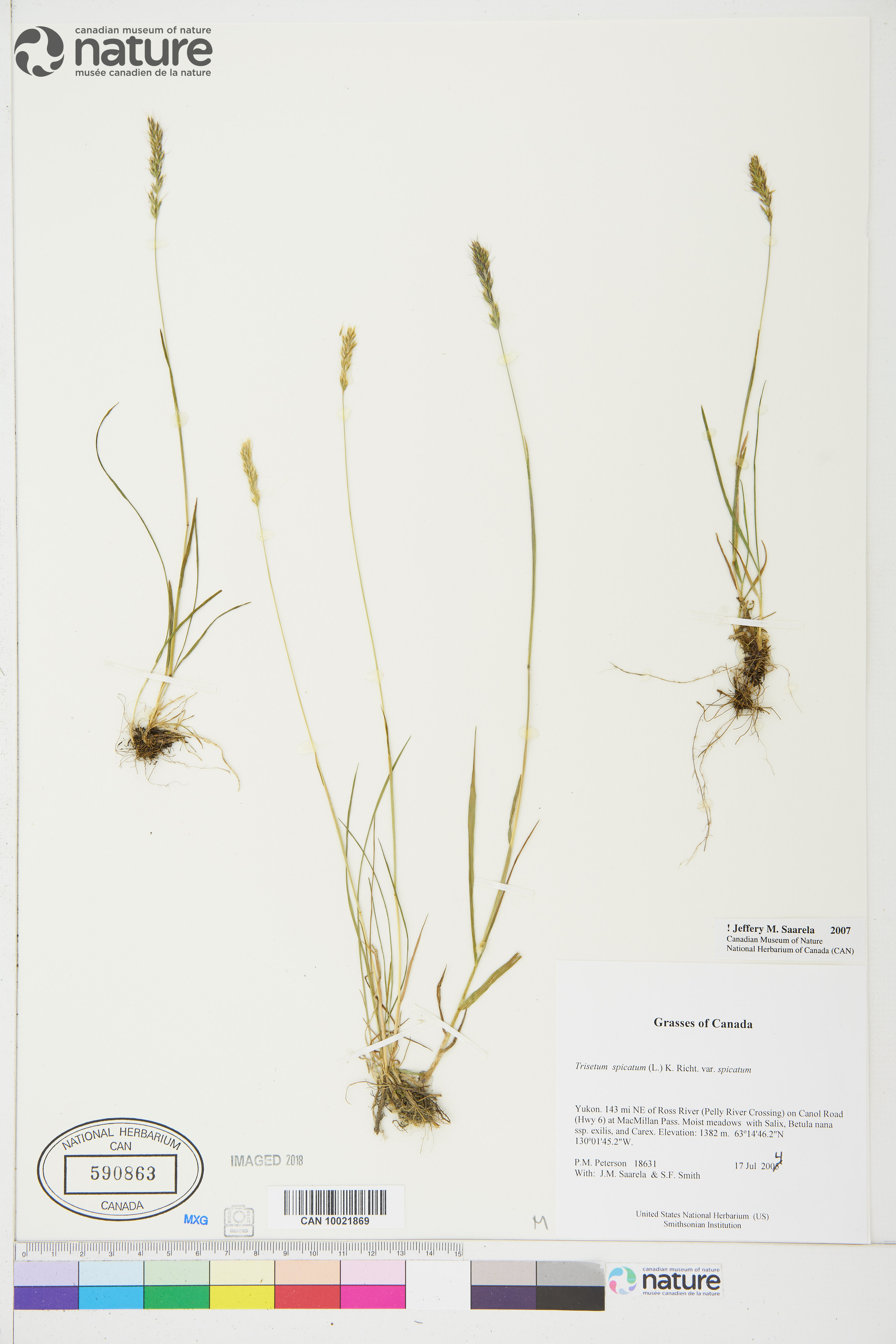 Trisetum spicatum var. spicatum image