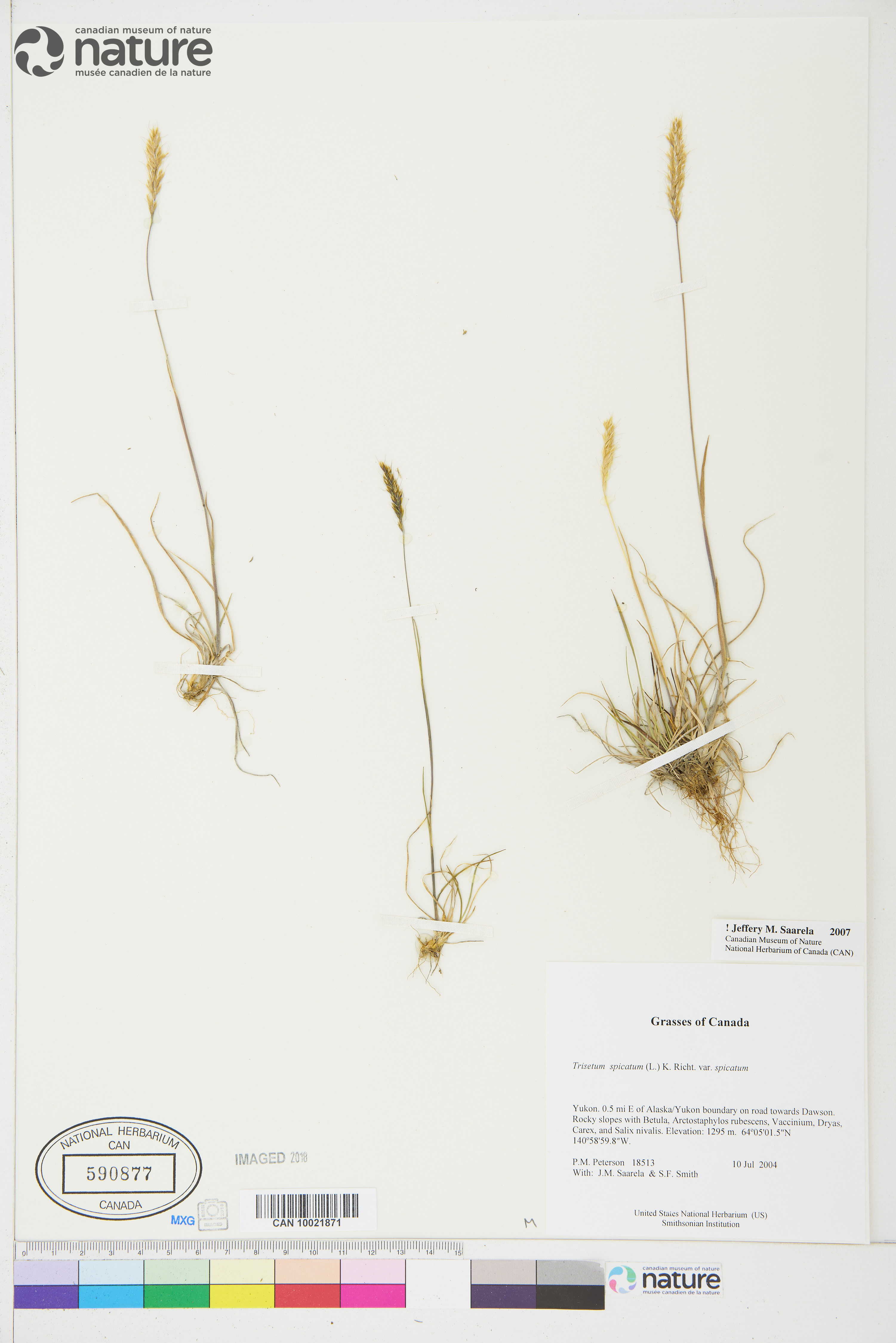 Trisetum spicatum var. spicatum image