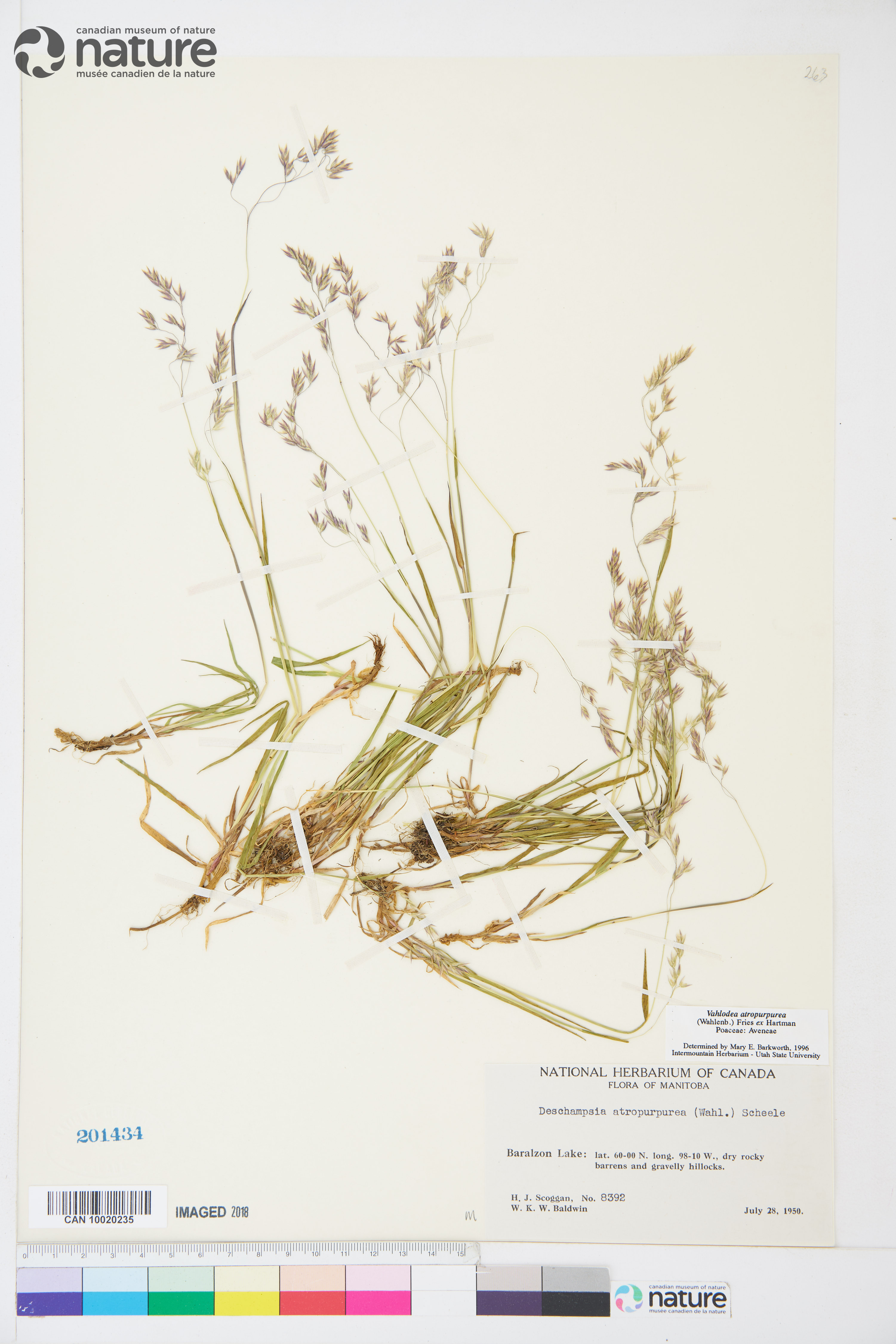 Vahlodea atropurpurea image