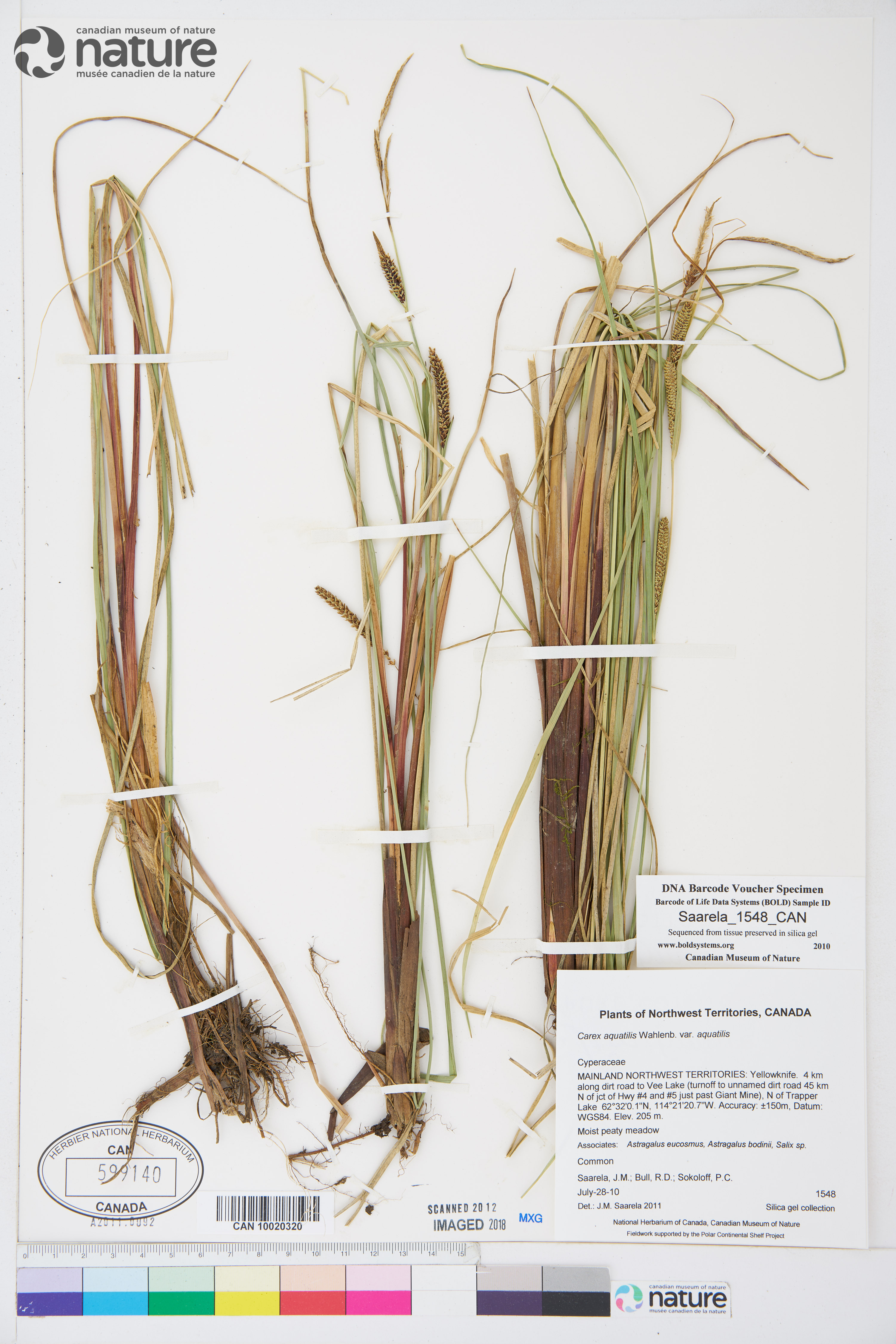 Carex aquatilis subsp. aquatilis image