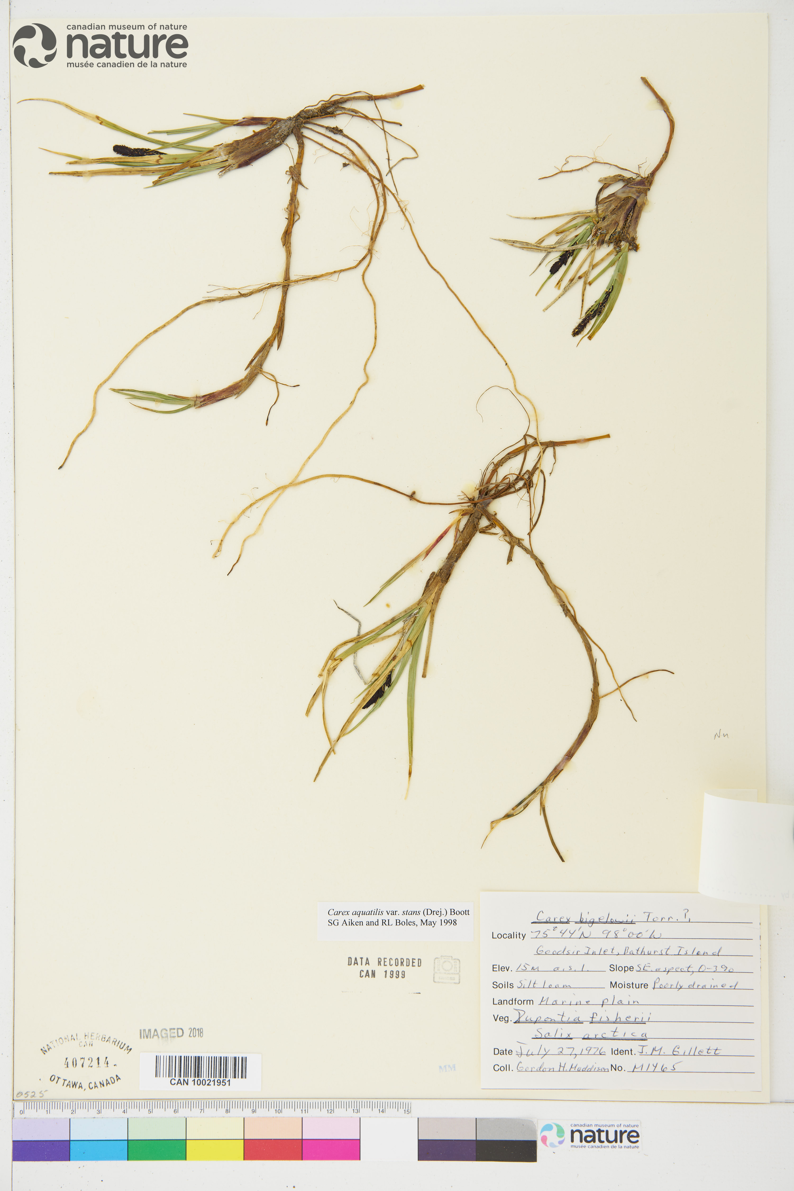 Carex aquatilis var. stans image