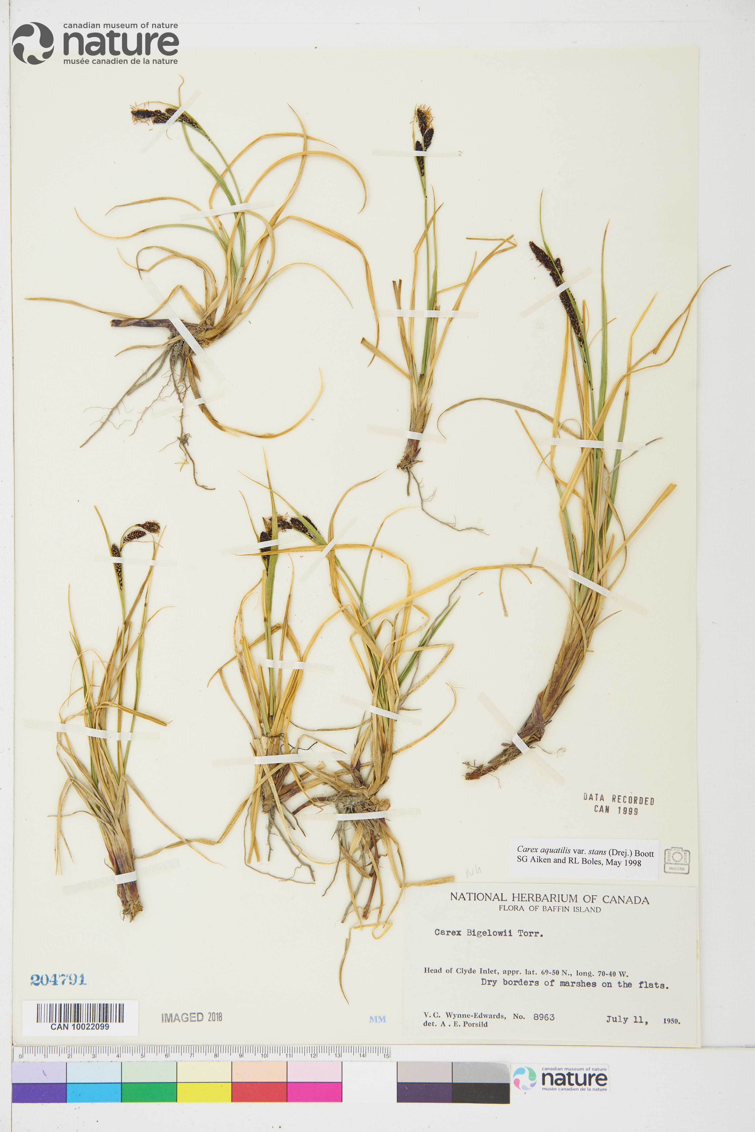 Carex aquatilis var. stans image