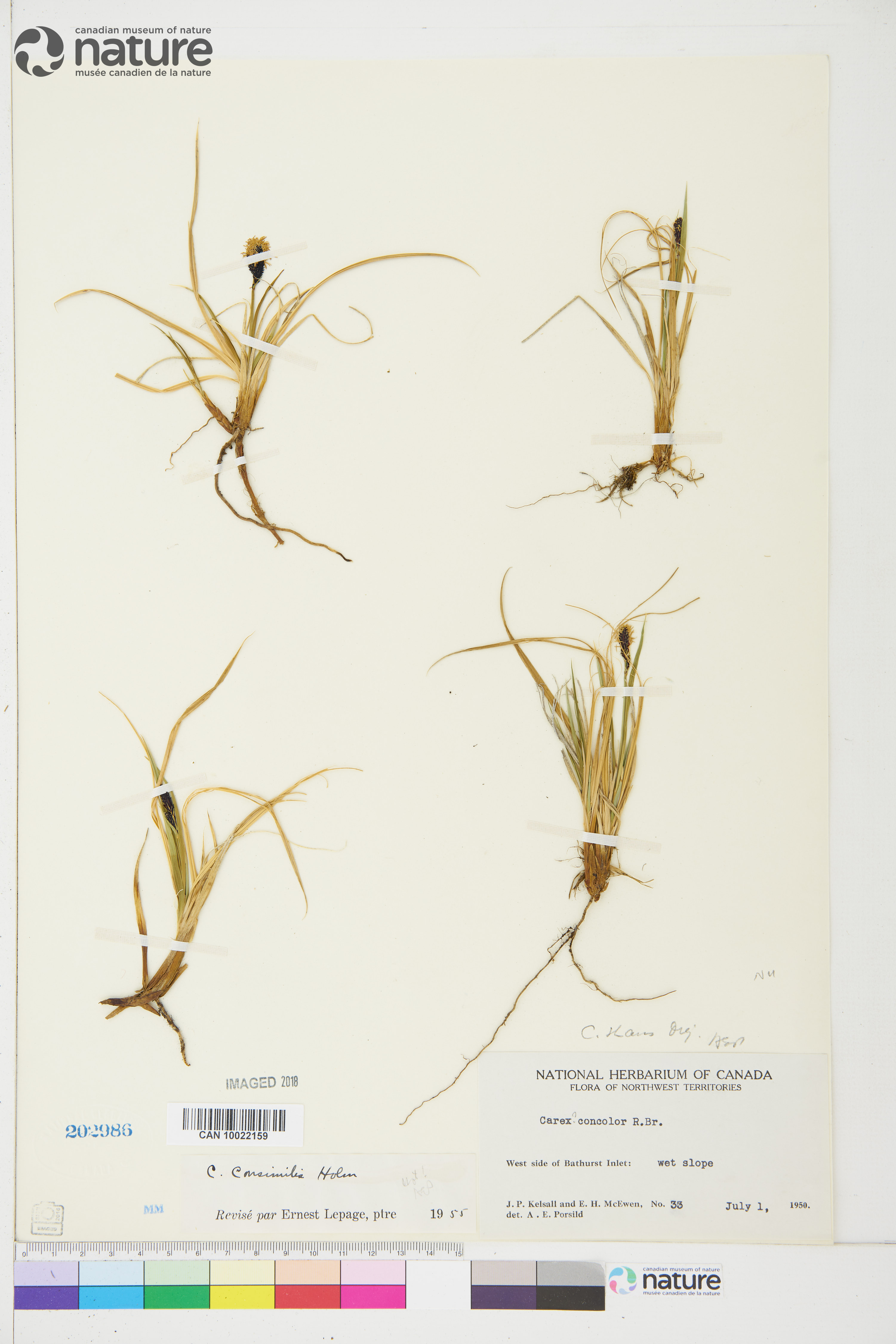 Carex consimilis image