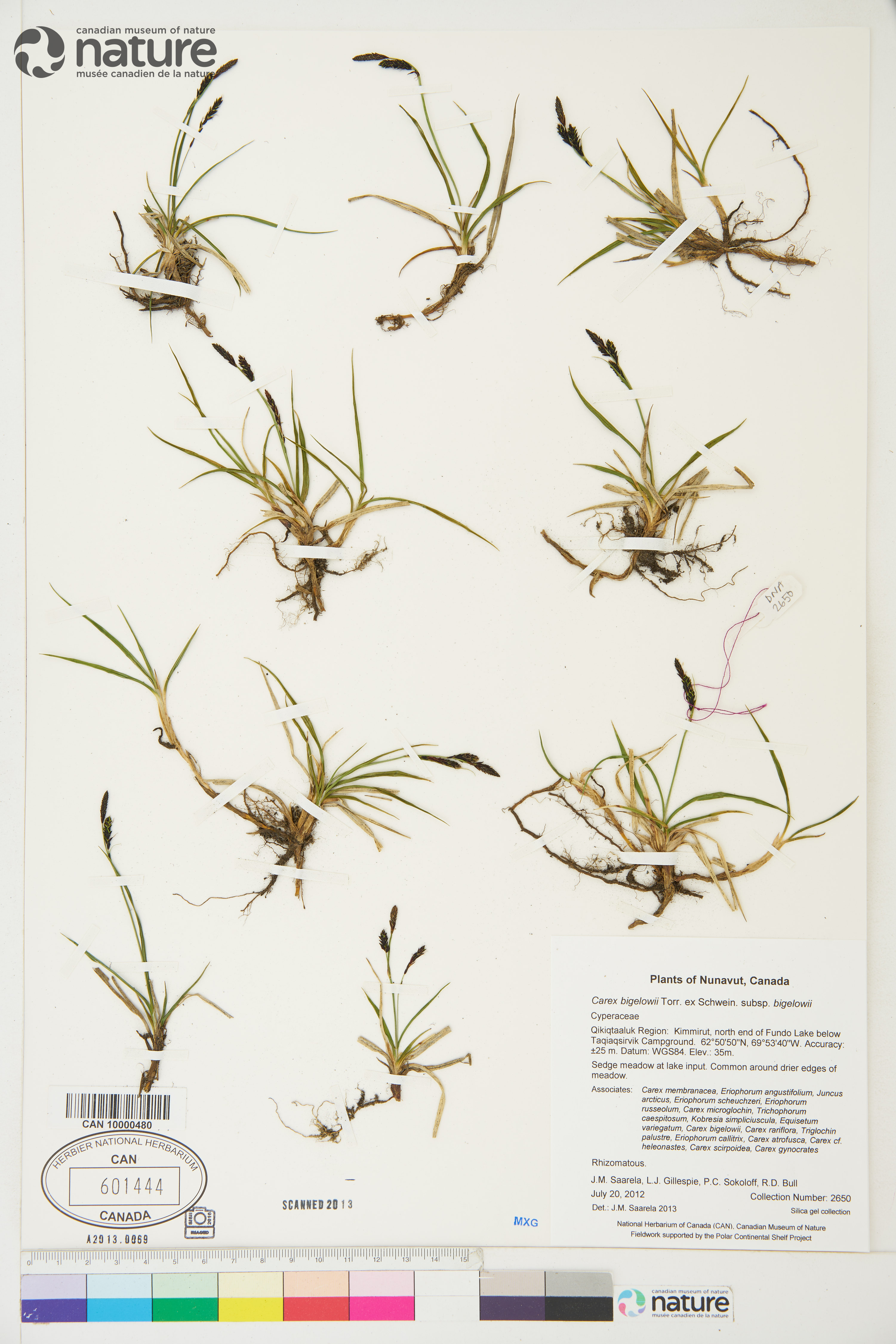 Carex bigelowii subsp. bigelowii image