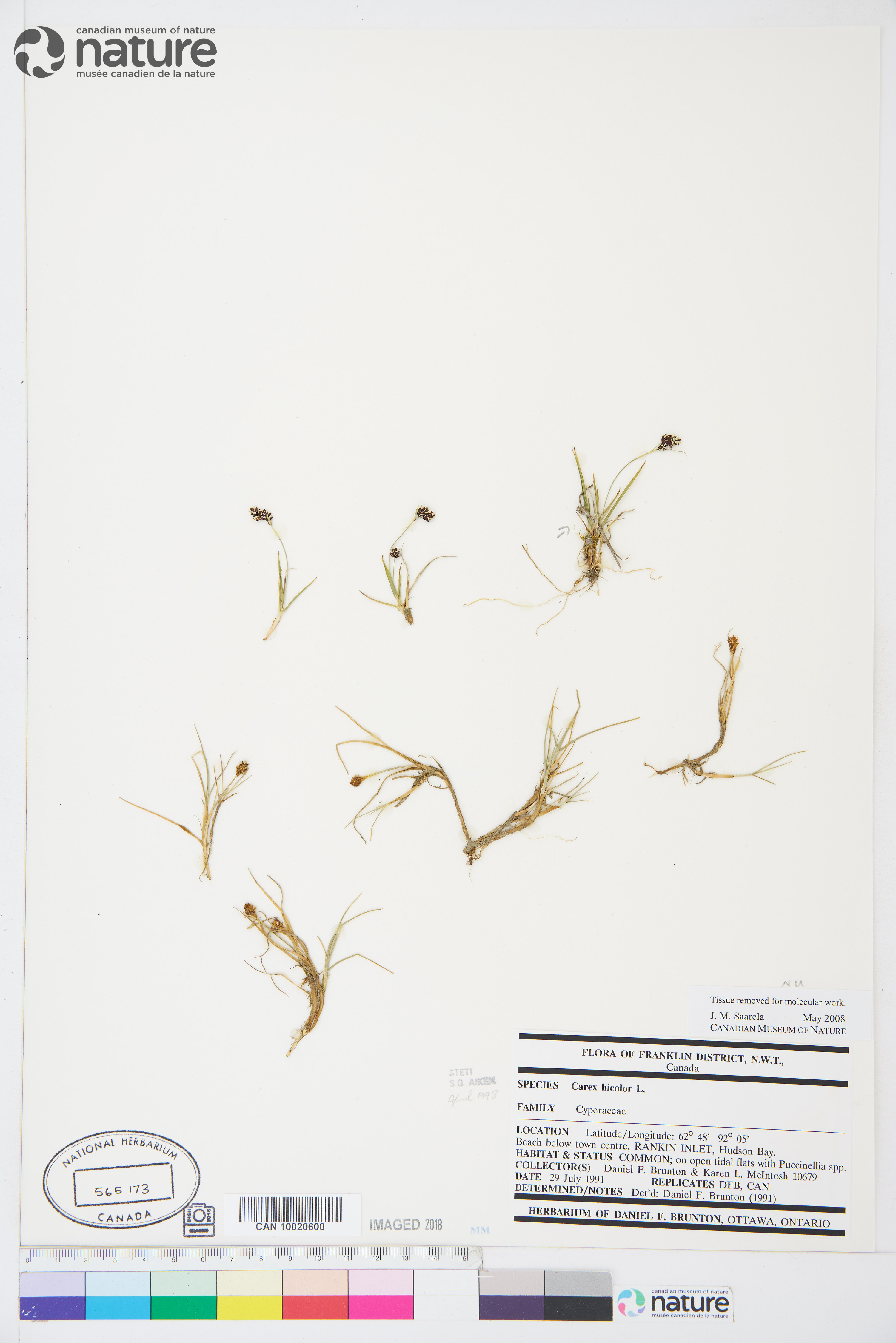 Carex bicolor image