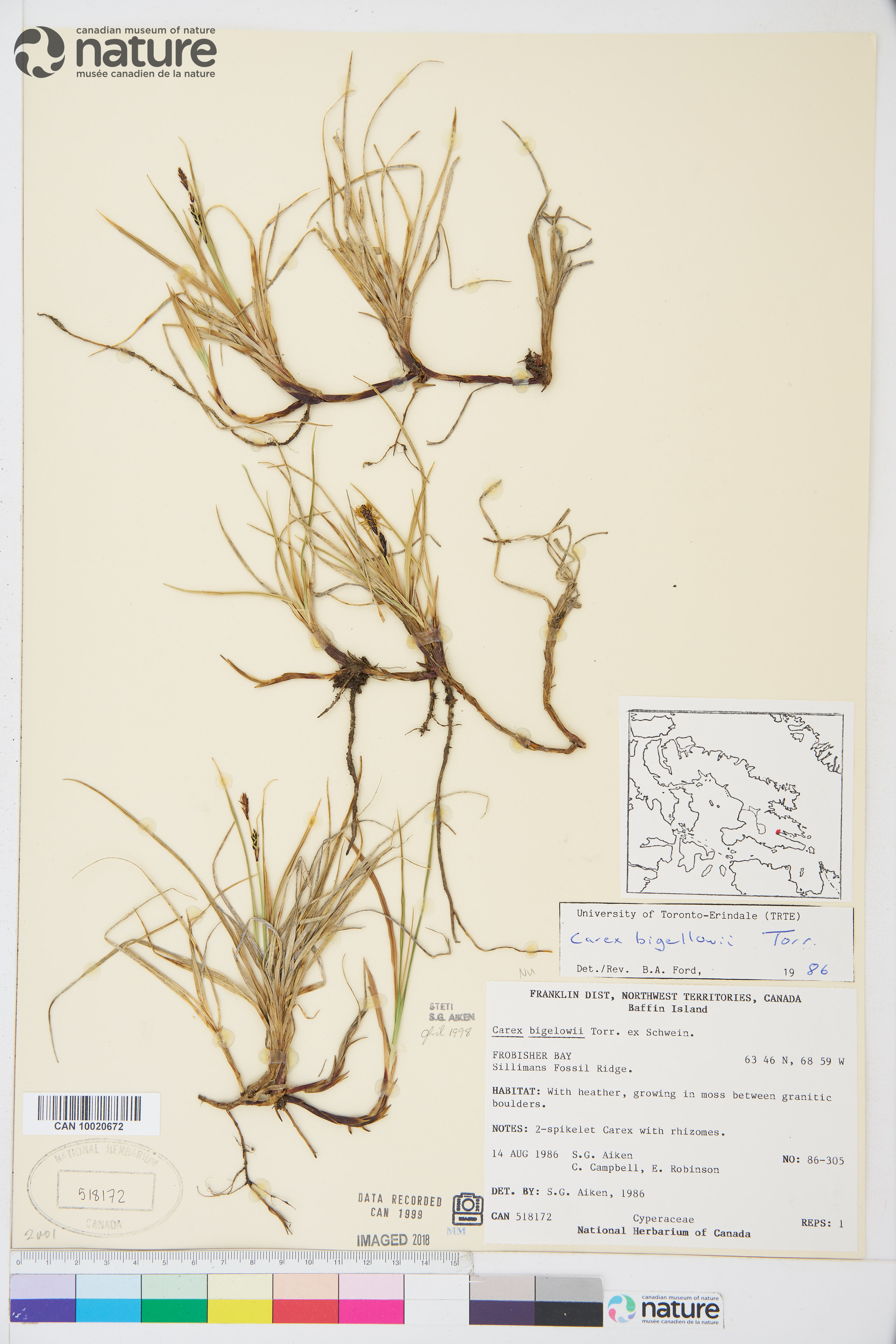 Carex bigelowii image
