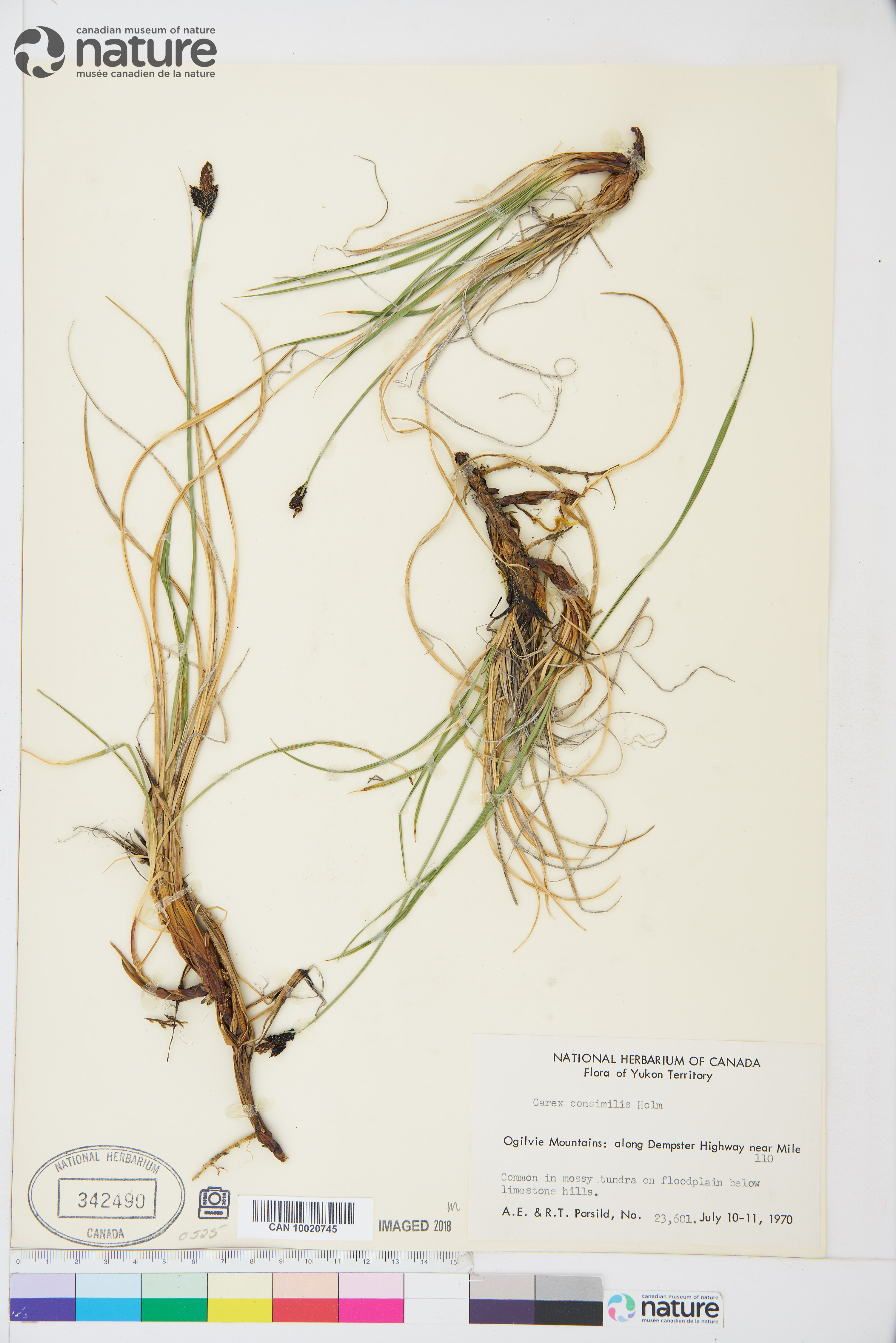 Carex consimilis image