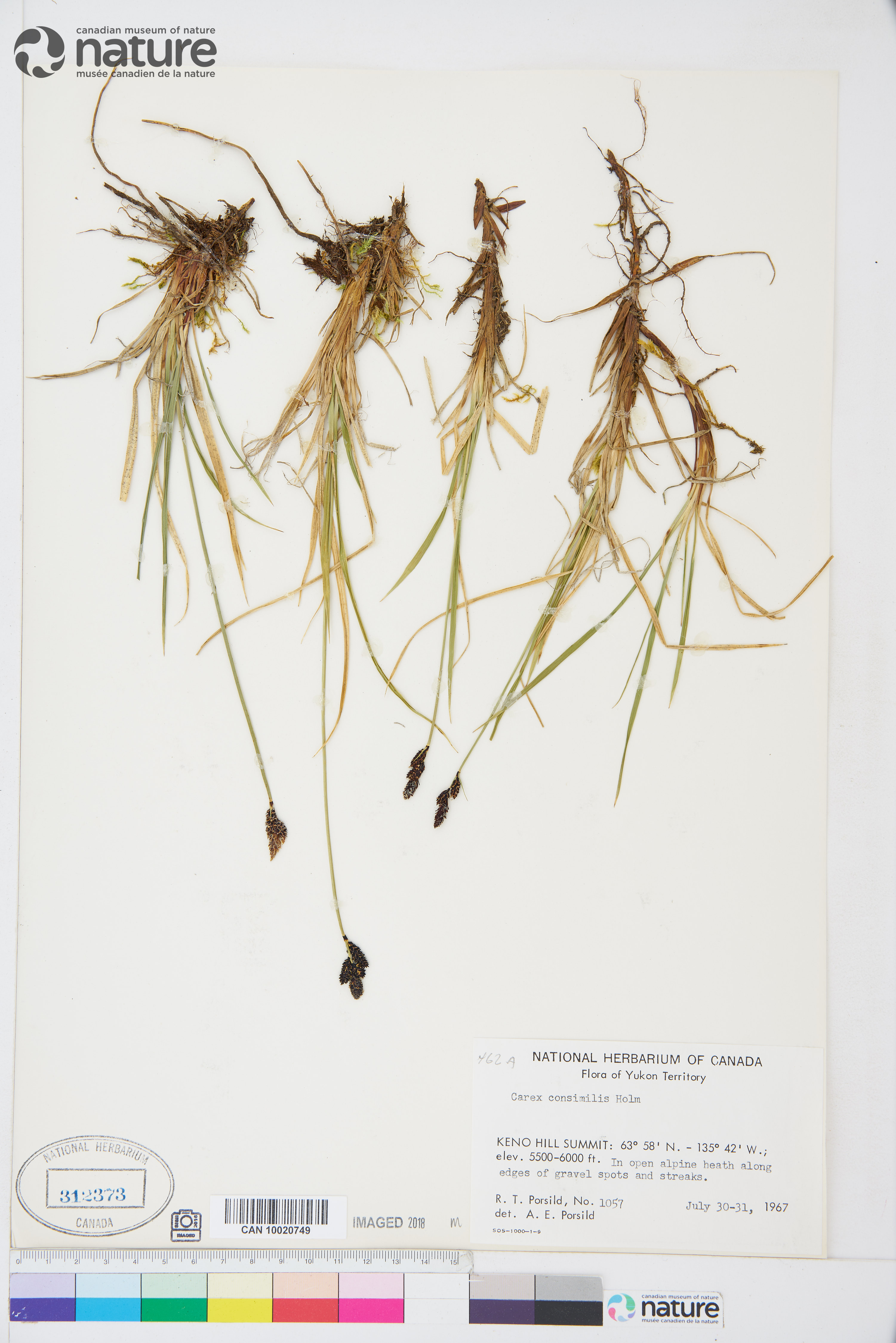 Carex consimilis image