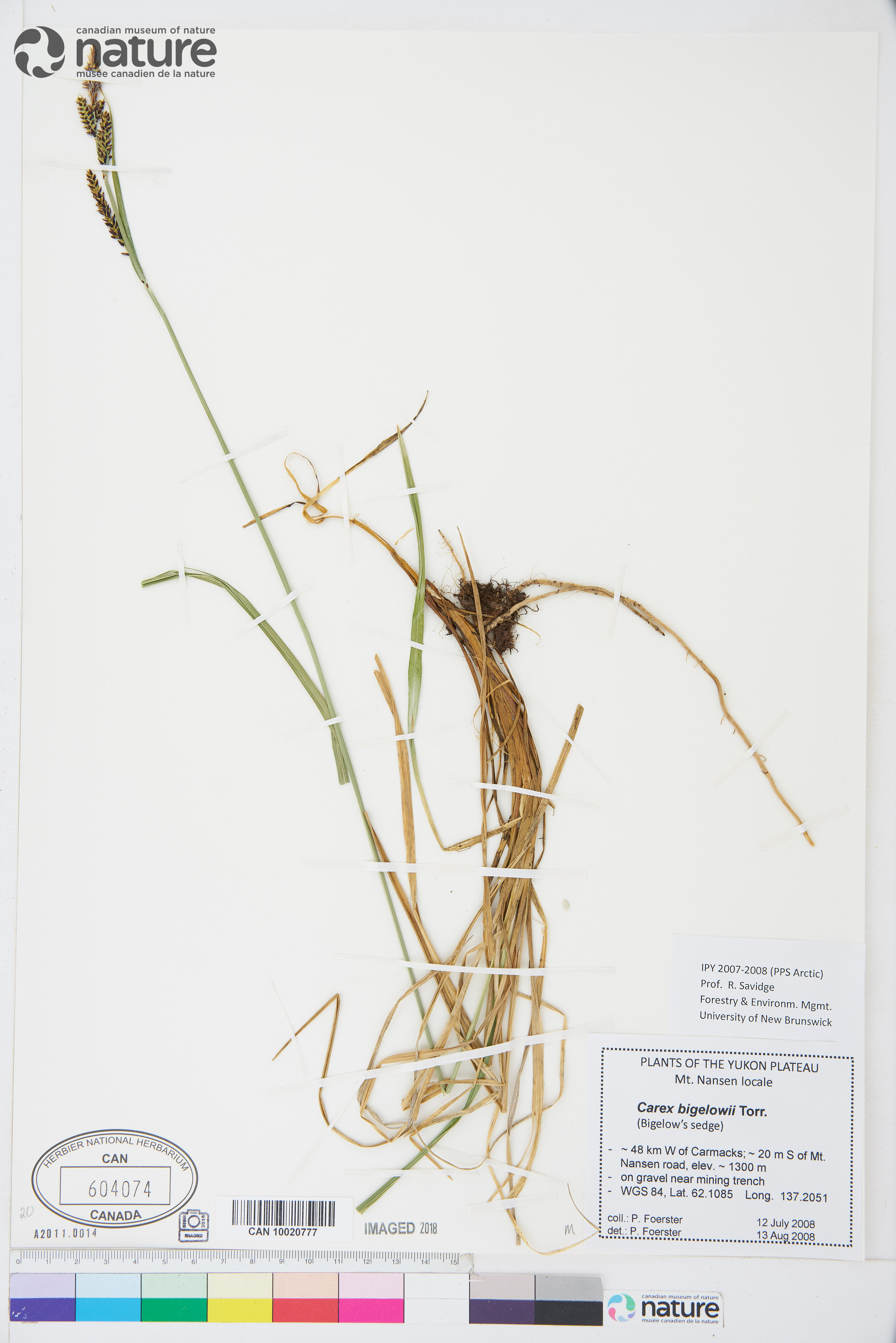 Carex bigelowii image