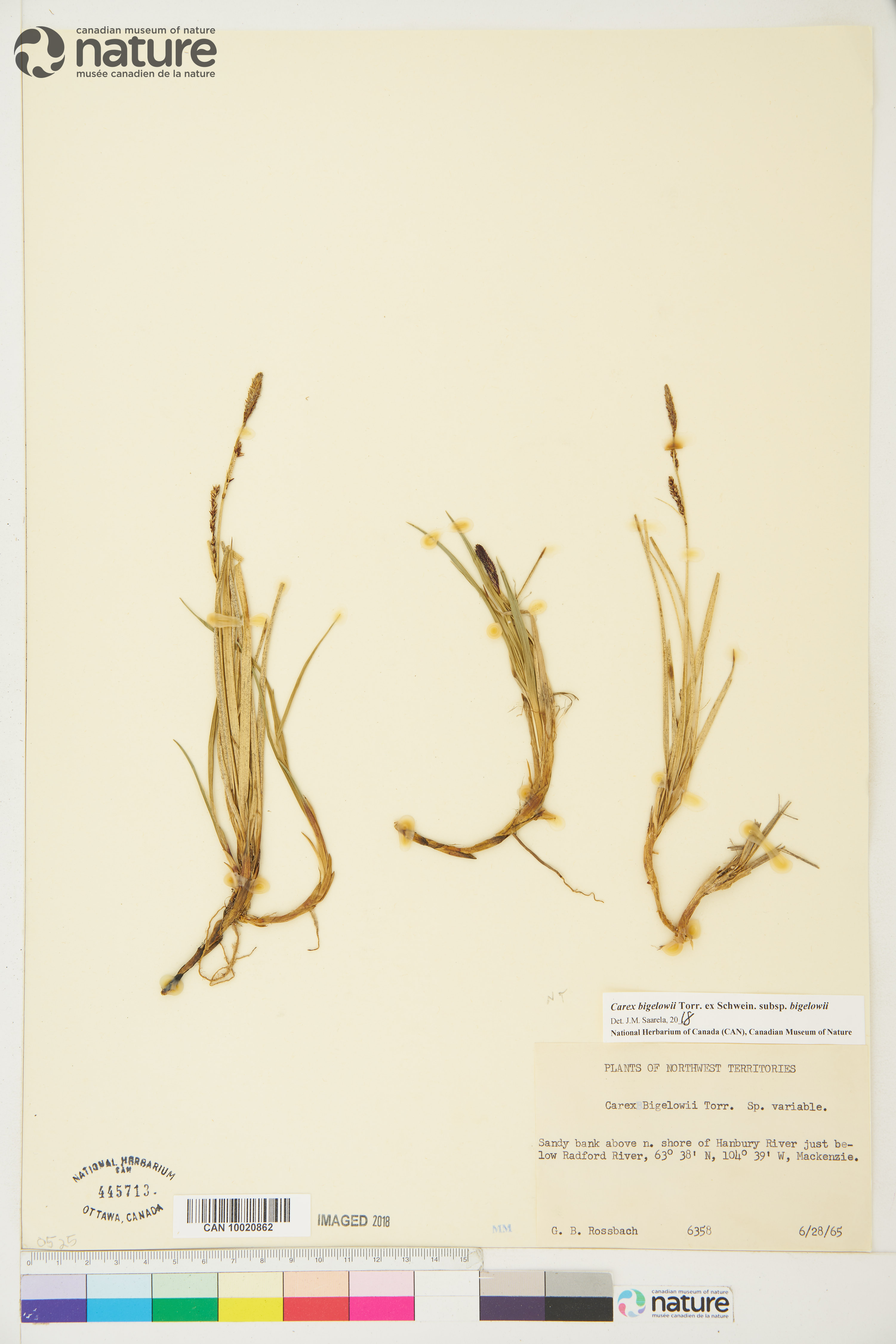 Carex bigelowii image