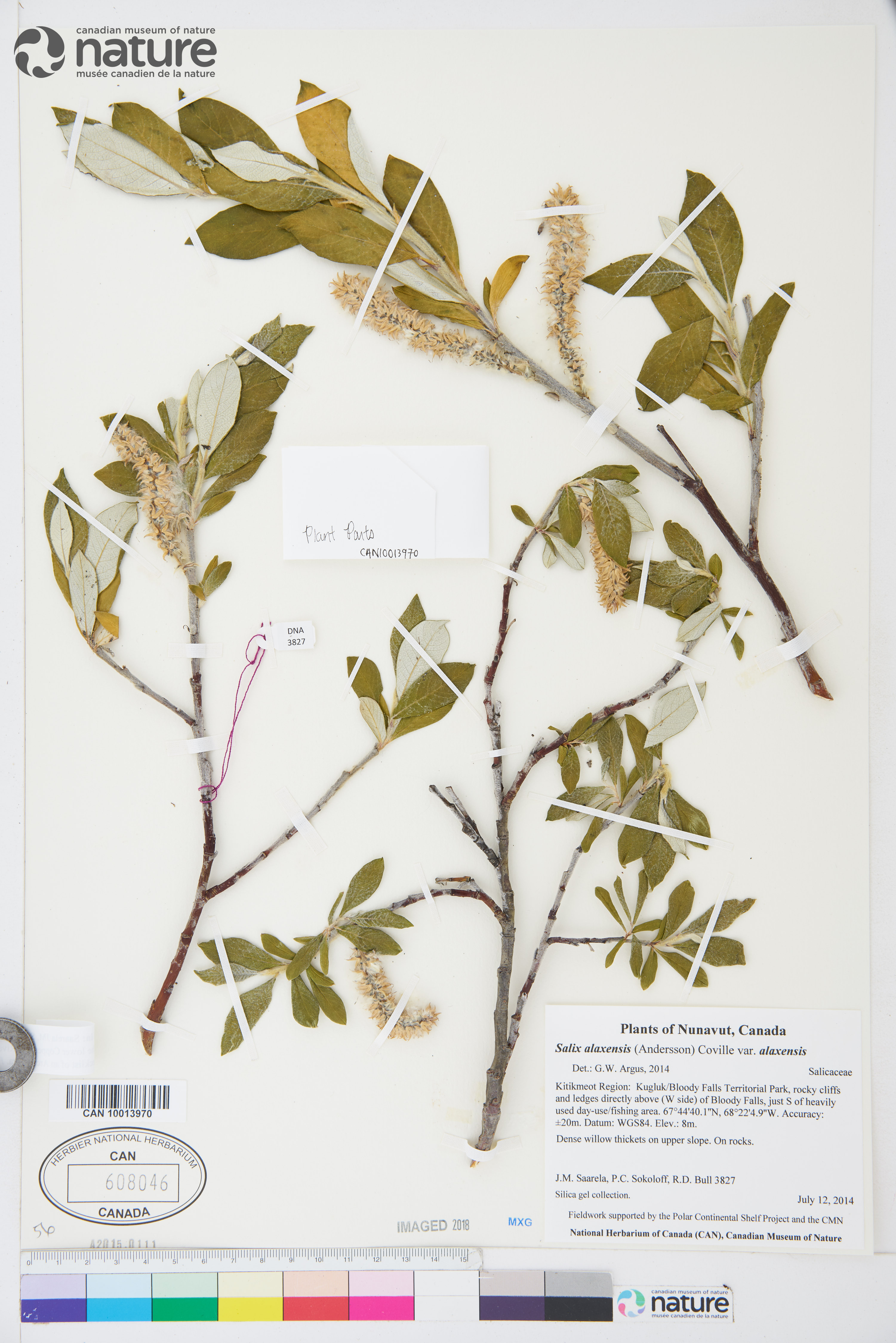 Salix alaxensis var. alaxensis image