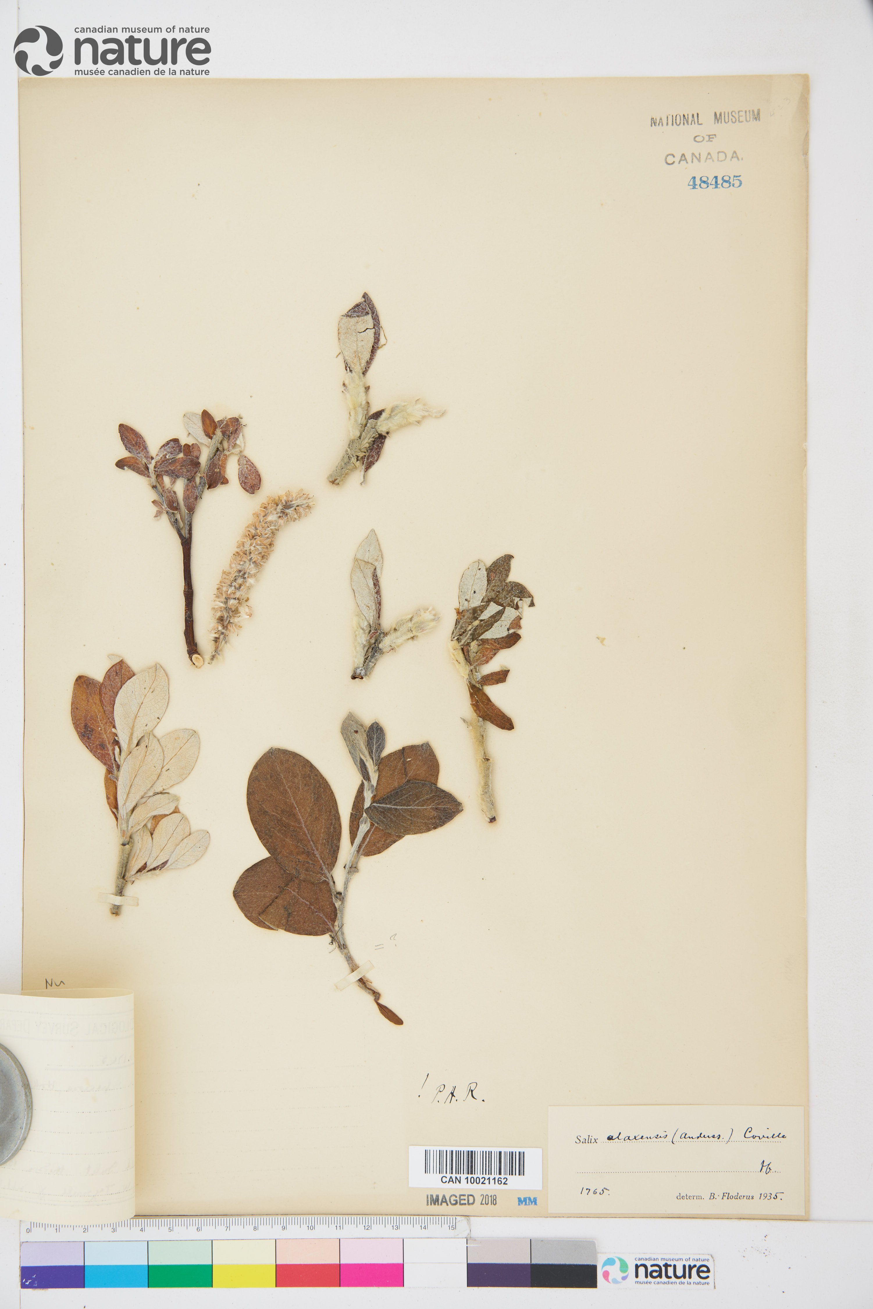 Salix alaxensis image