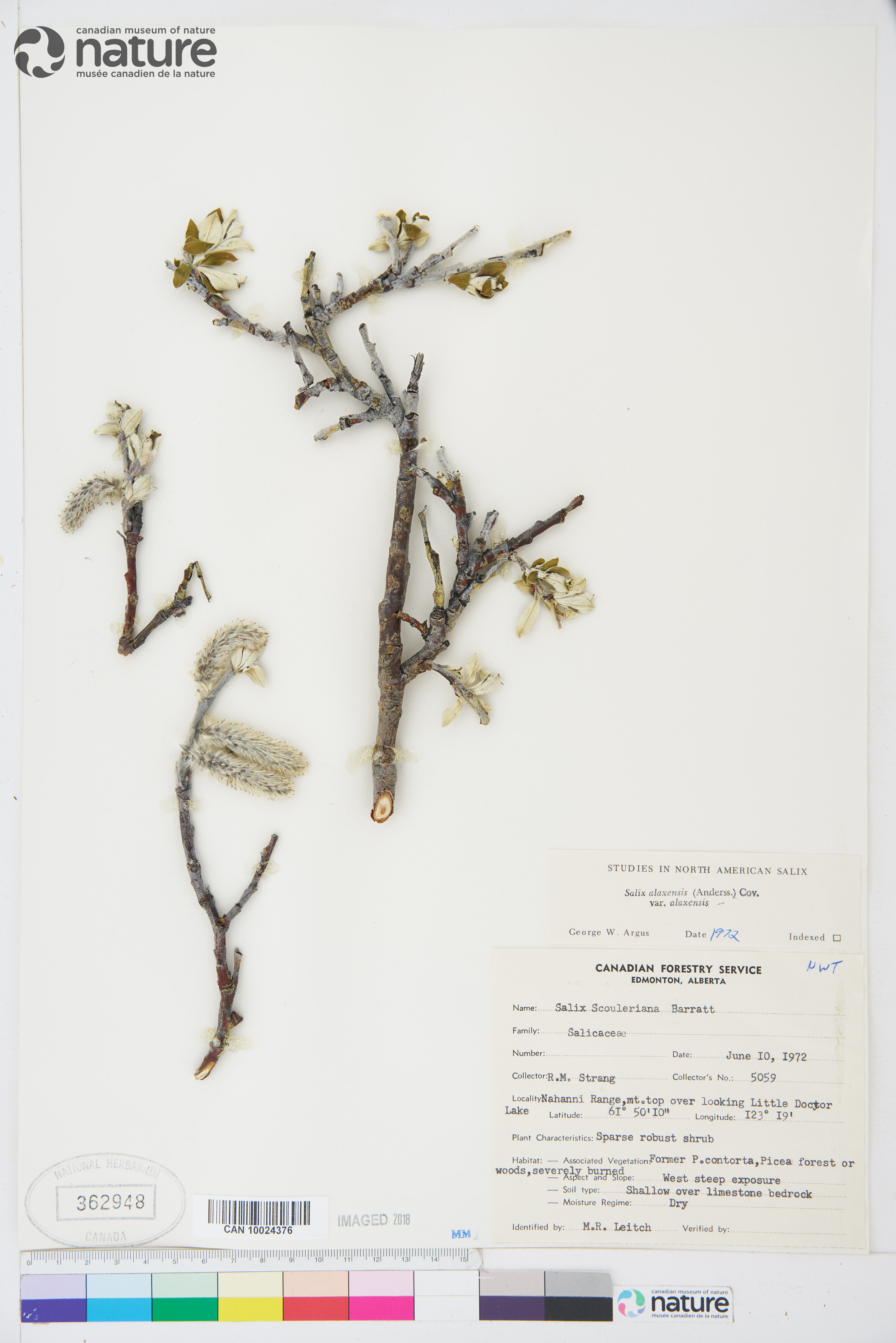 Salix alaxensis image
