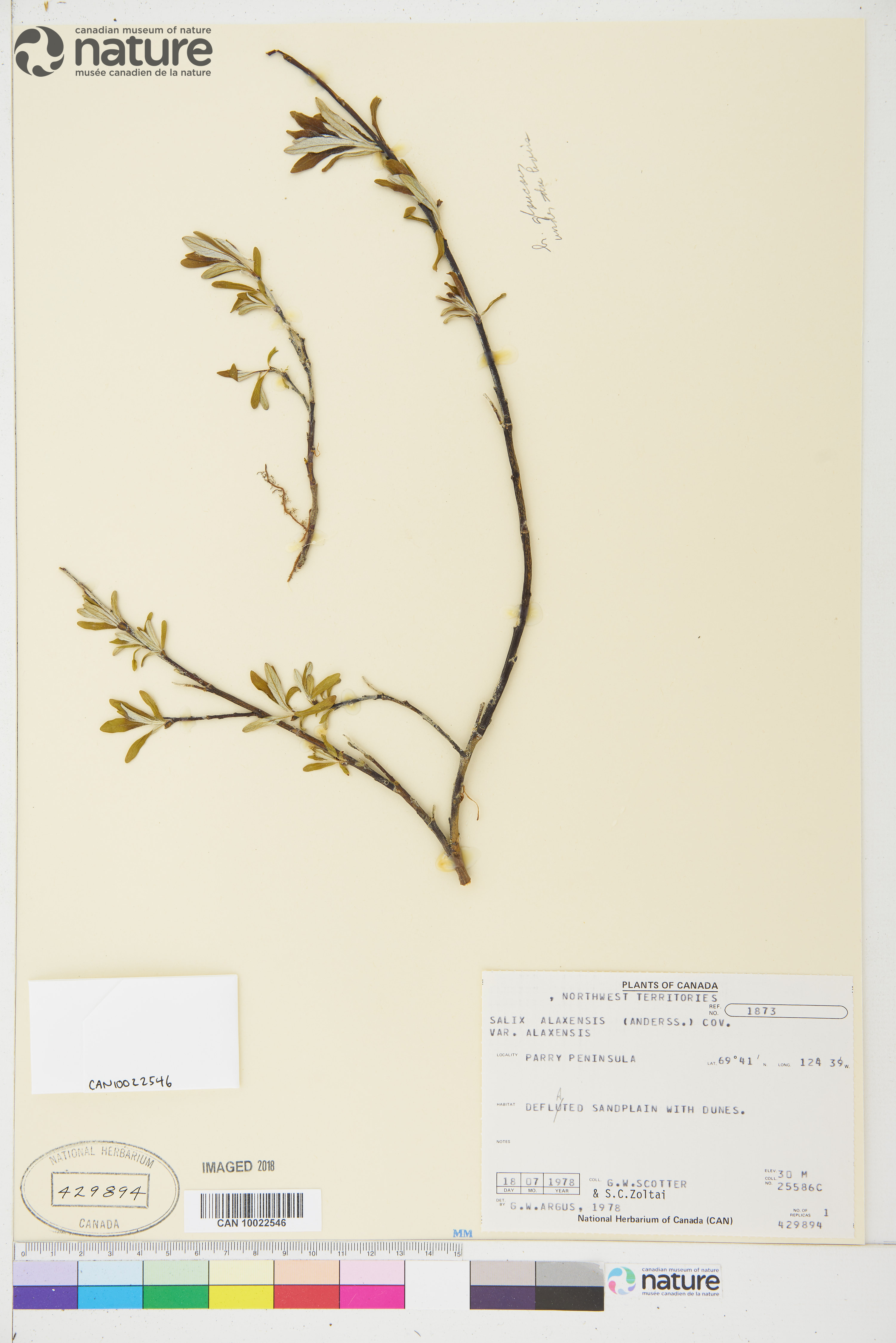 Salix alaxensis var. alaxensis image