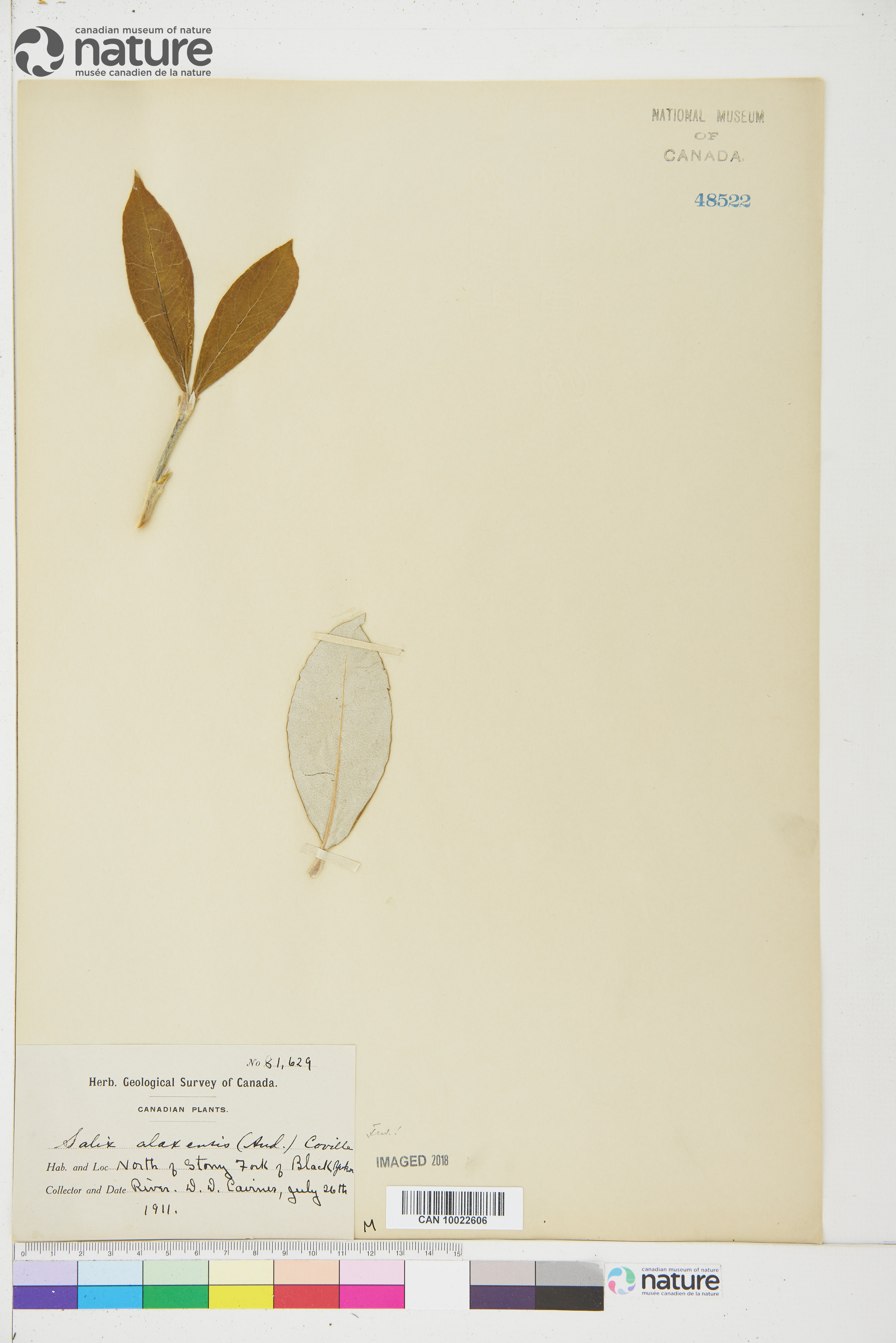 Salix alaxensis image