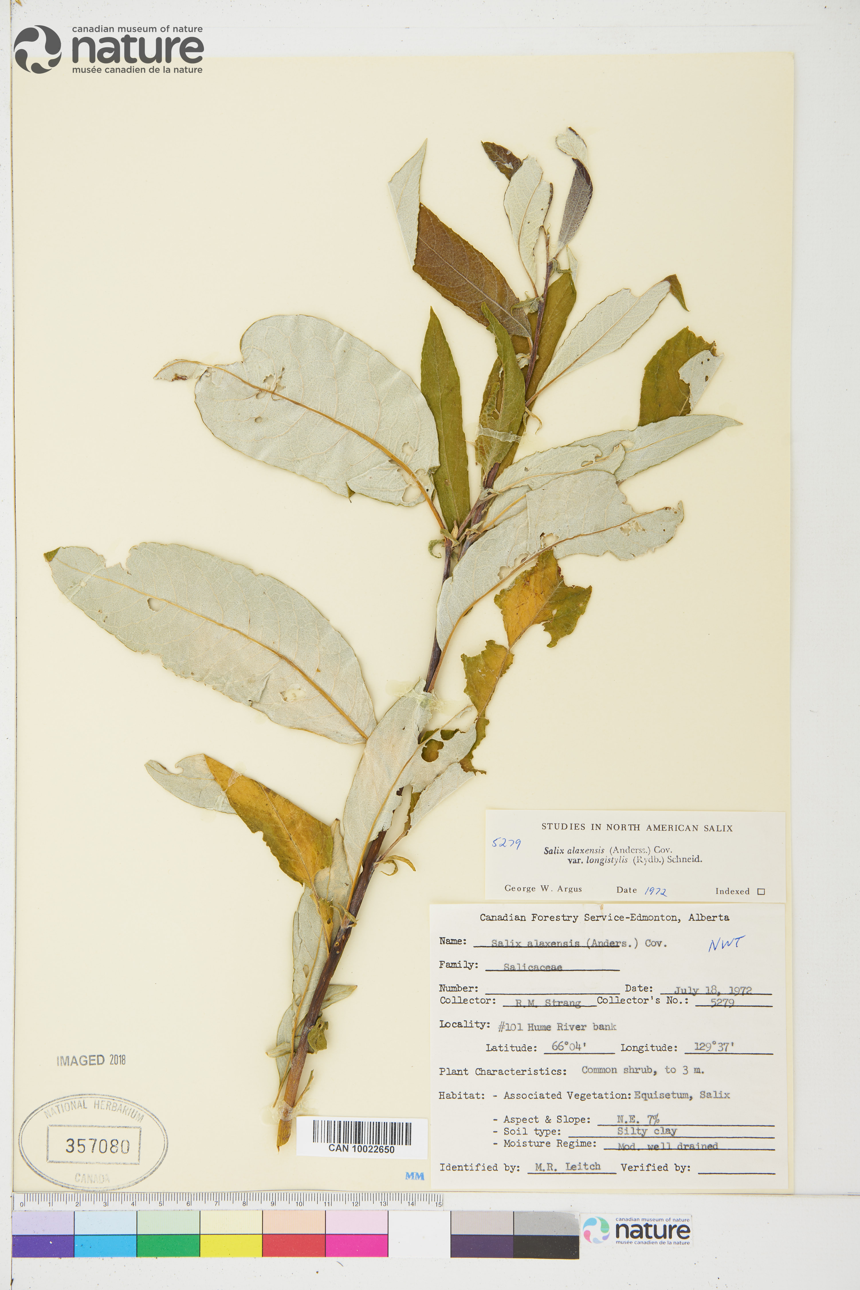 Salix alaxensis image