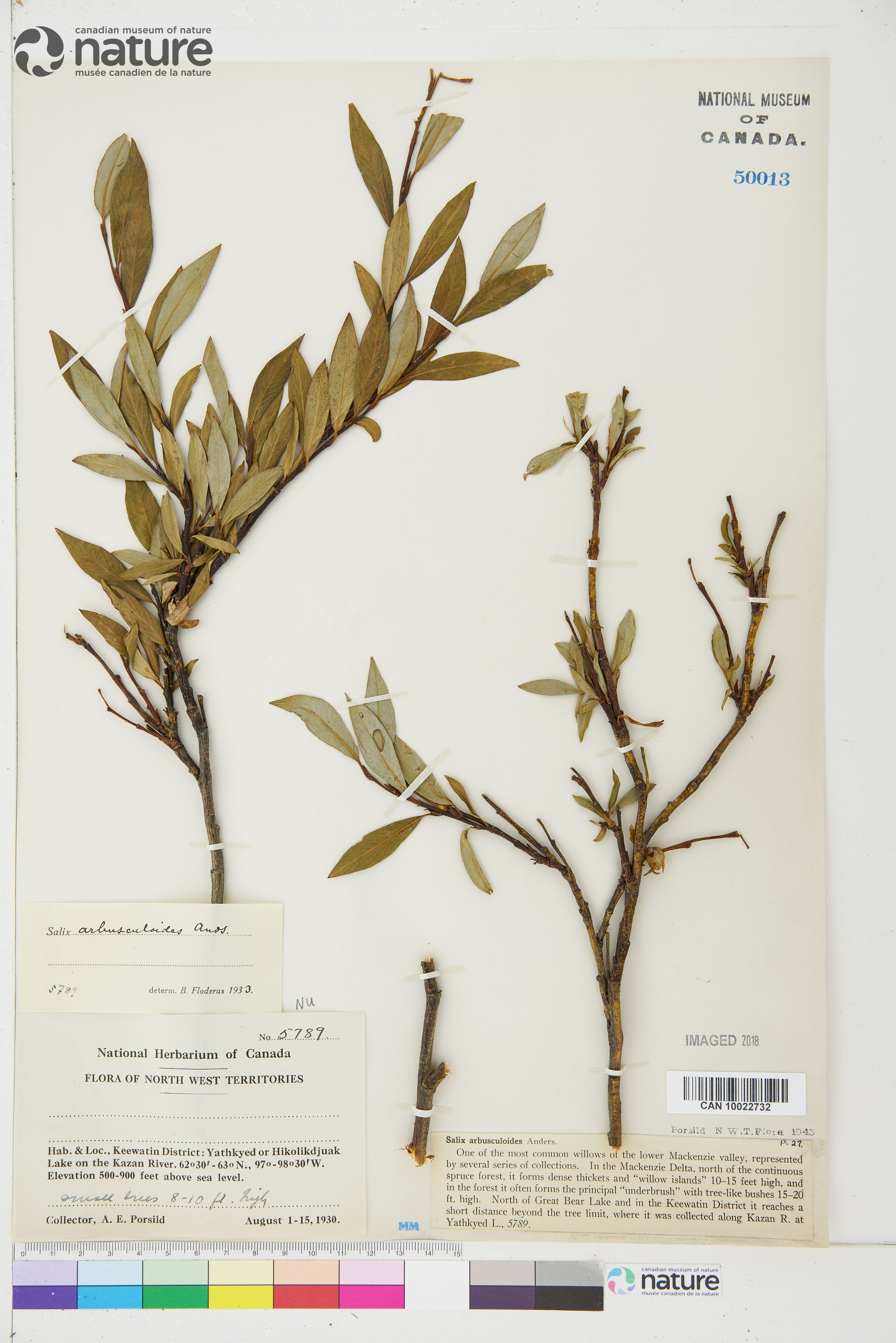 Salix arbusculoides image